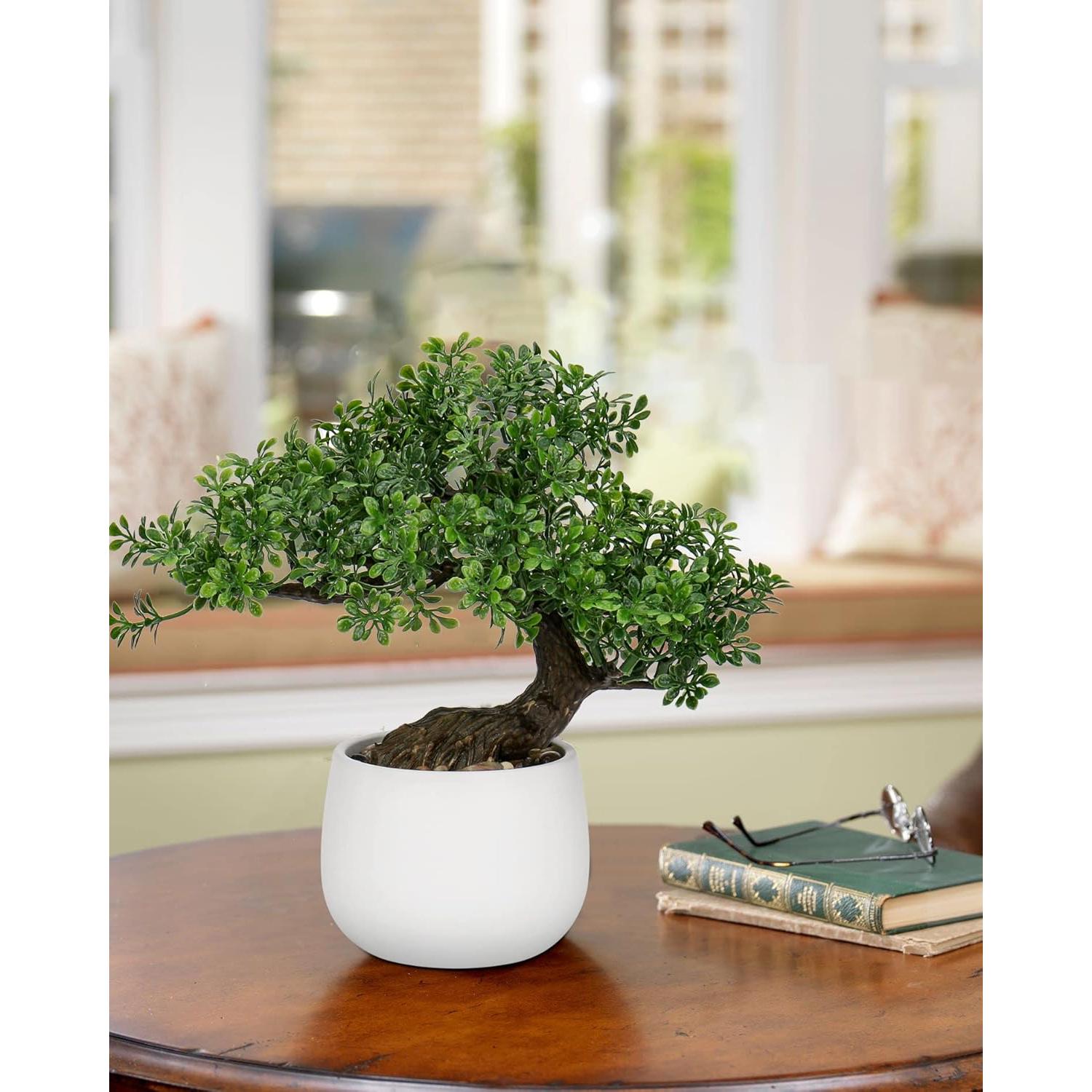 Bonsai Falso DILATATA Junípero 25,4 cm con Maceta Blanca