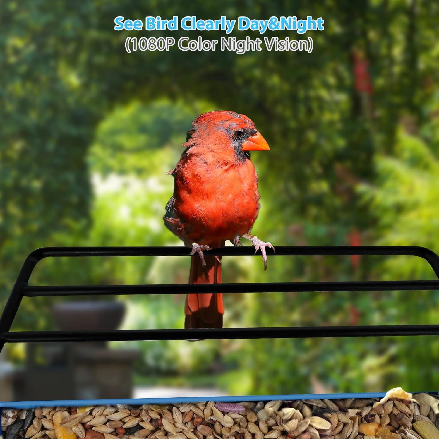 Comedero para Aves BEUTFQL con Cámara 2K HD y WiFi