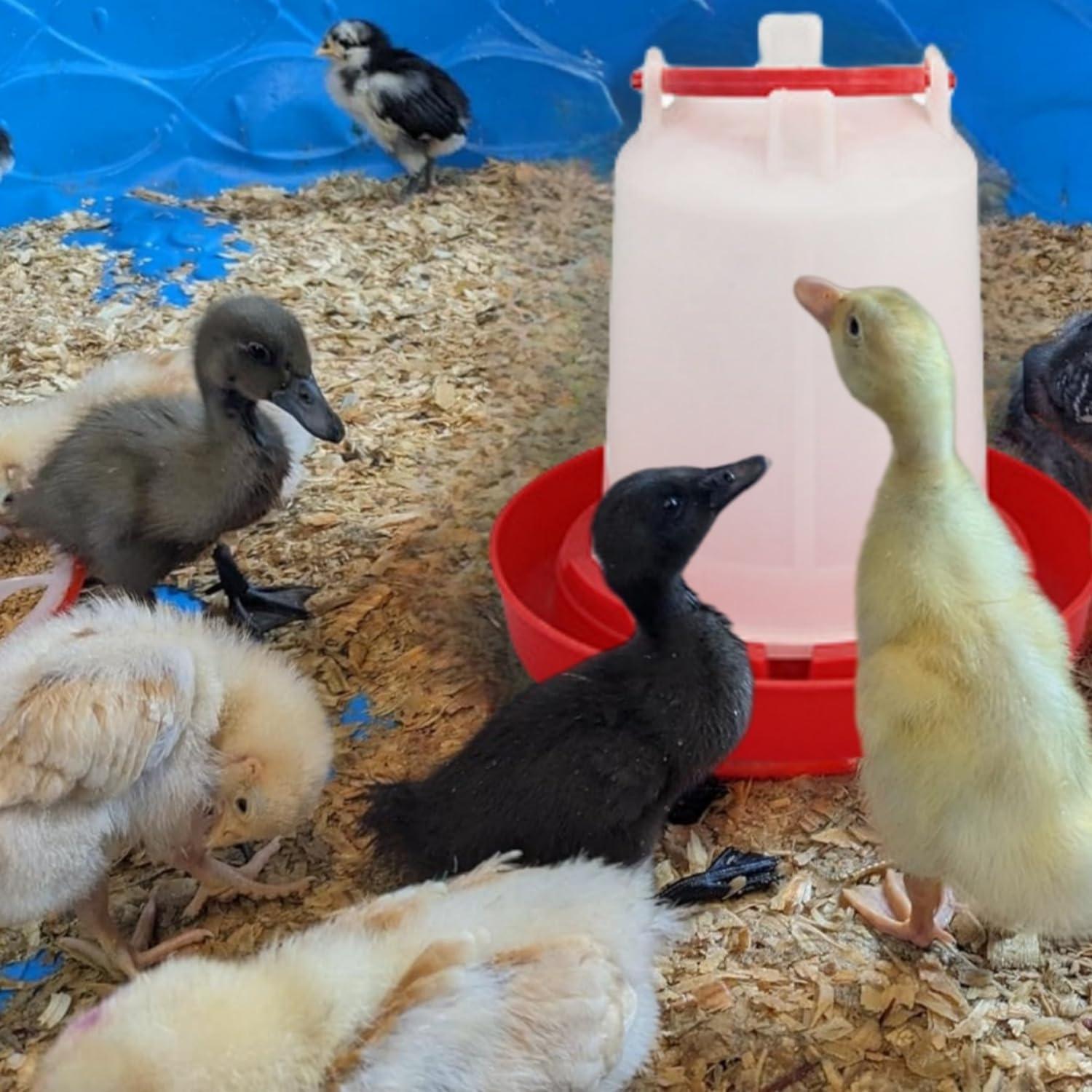 Kit Bebedero Pollo DoubleWood 4PACK 1.5L Aves Colgante