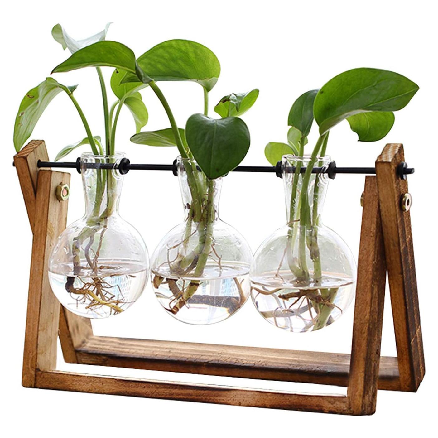 Terrario de Planta HUABEI con Soporte de Madera 3 Bulbos