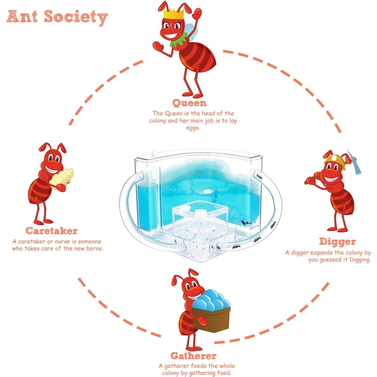 Castillo de Hormigas 2.0 NAVADEAL con Tubo Conector