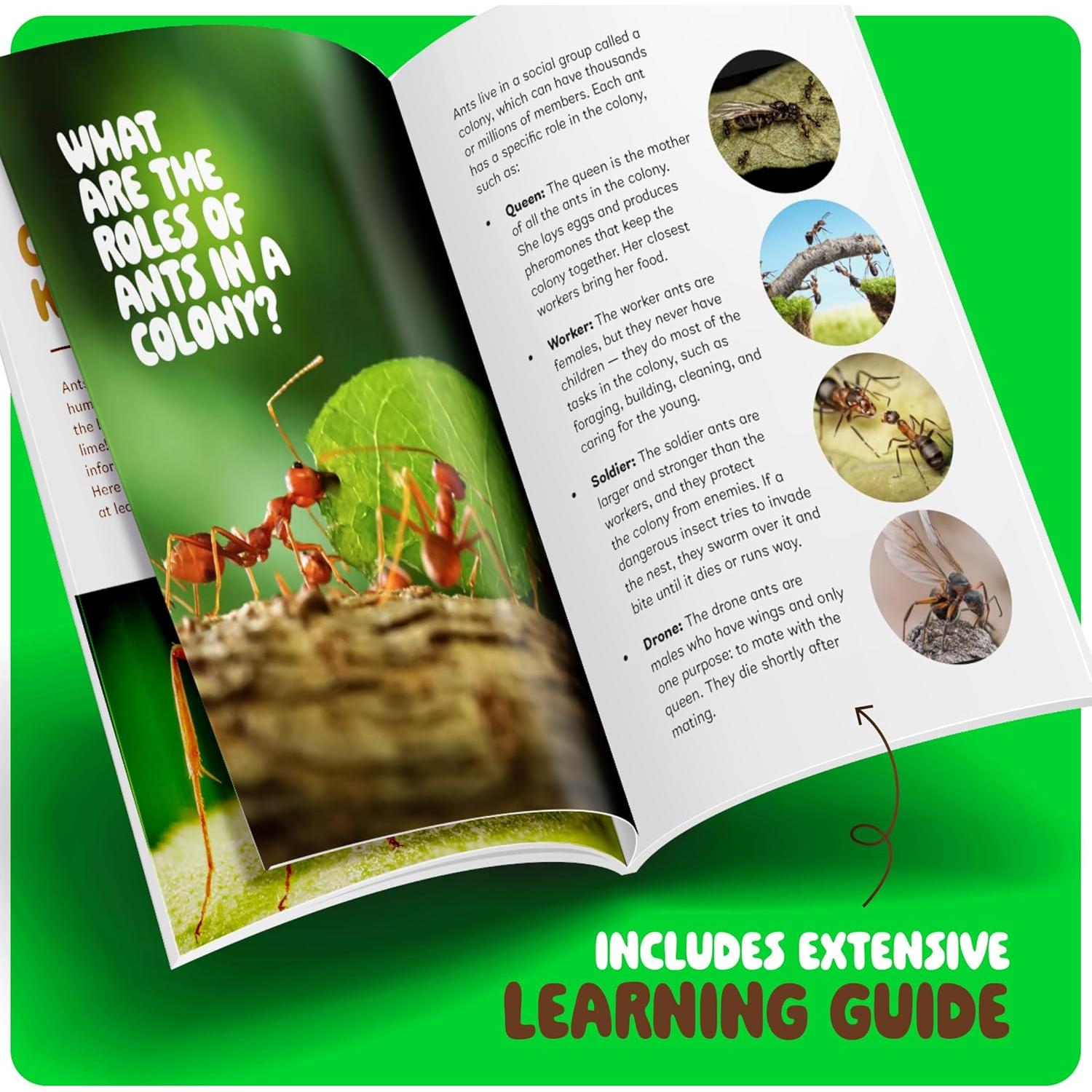 Kit de Granja de Hormigas Dan&Darci - Terrario Educativo