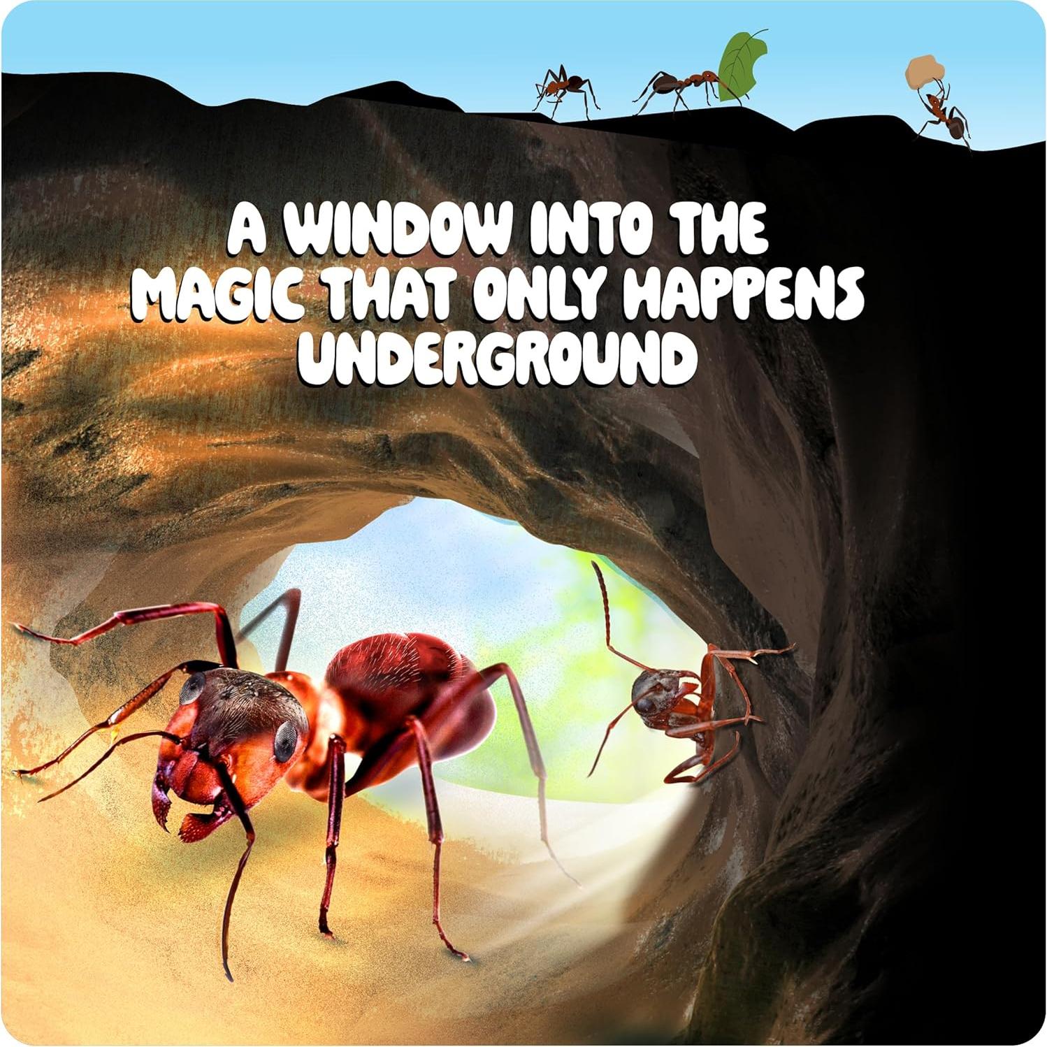 Kit de Granja de Hormigas Dan&Darci - Terrario Educativo