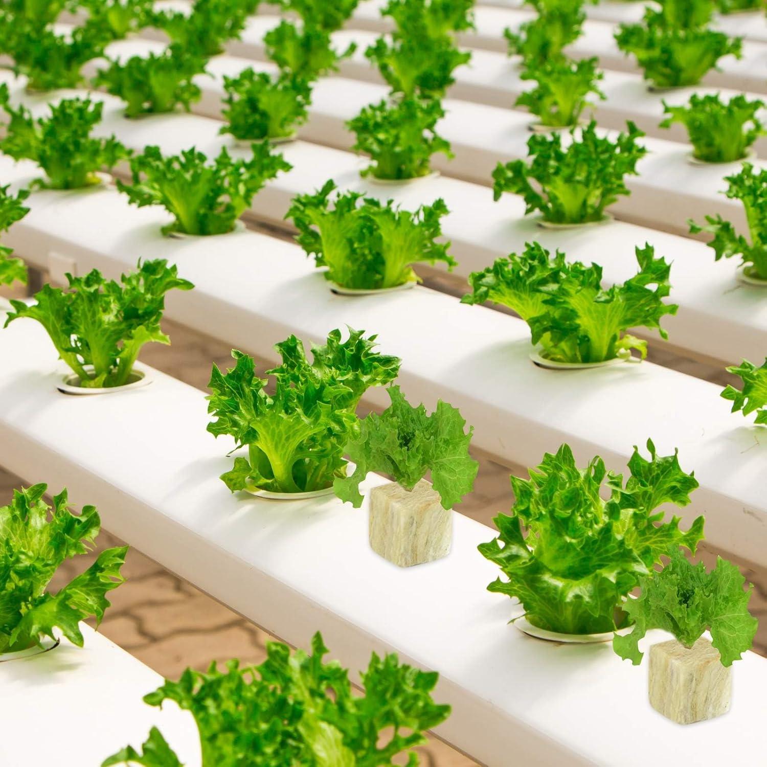 Cubos de Lana de Roca Halatool 1 Pulgada 200 Piezas