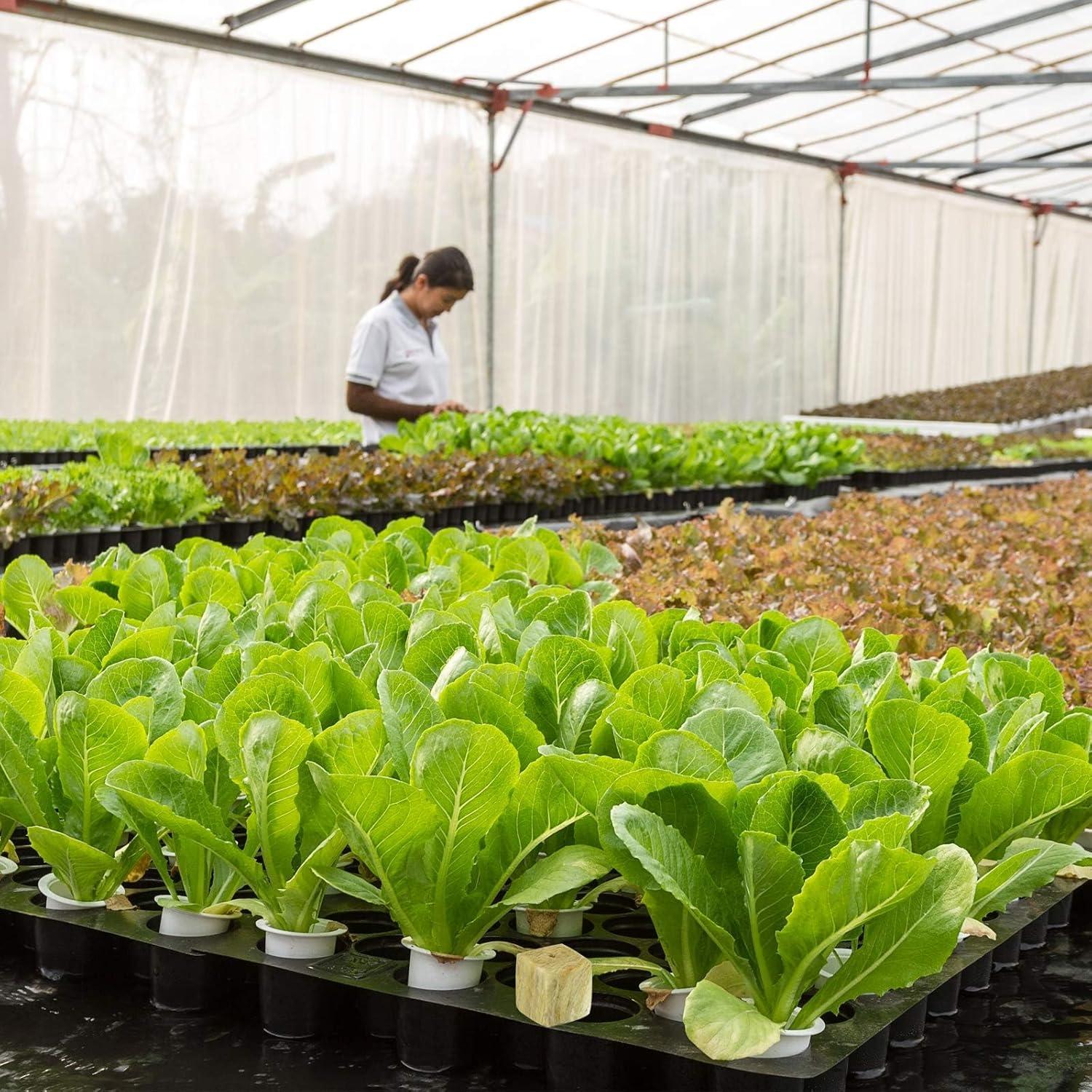 Cubos de Lana de Roca Halatool 1 Pulgada 200 Piezas