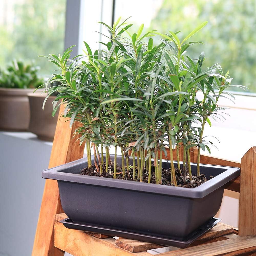 Macetas Cuadradas MUZHI 6 Piezas Retro 16.5 cm para Bonsai