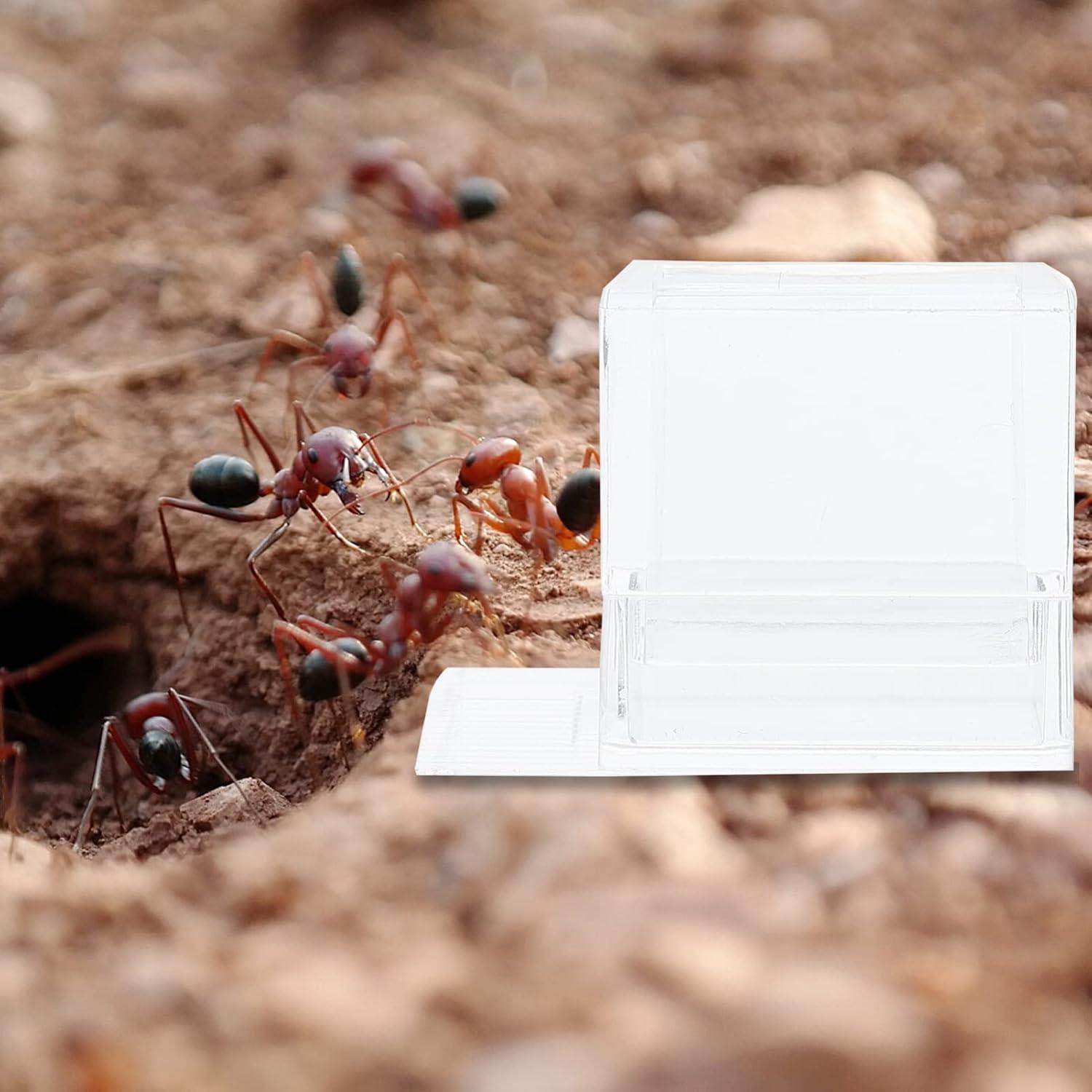 Terrario para hormigas 2 pcs Balacoo alimentador acrílico