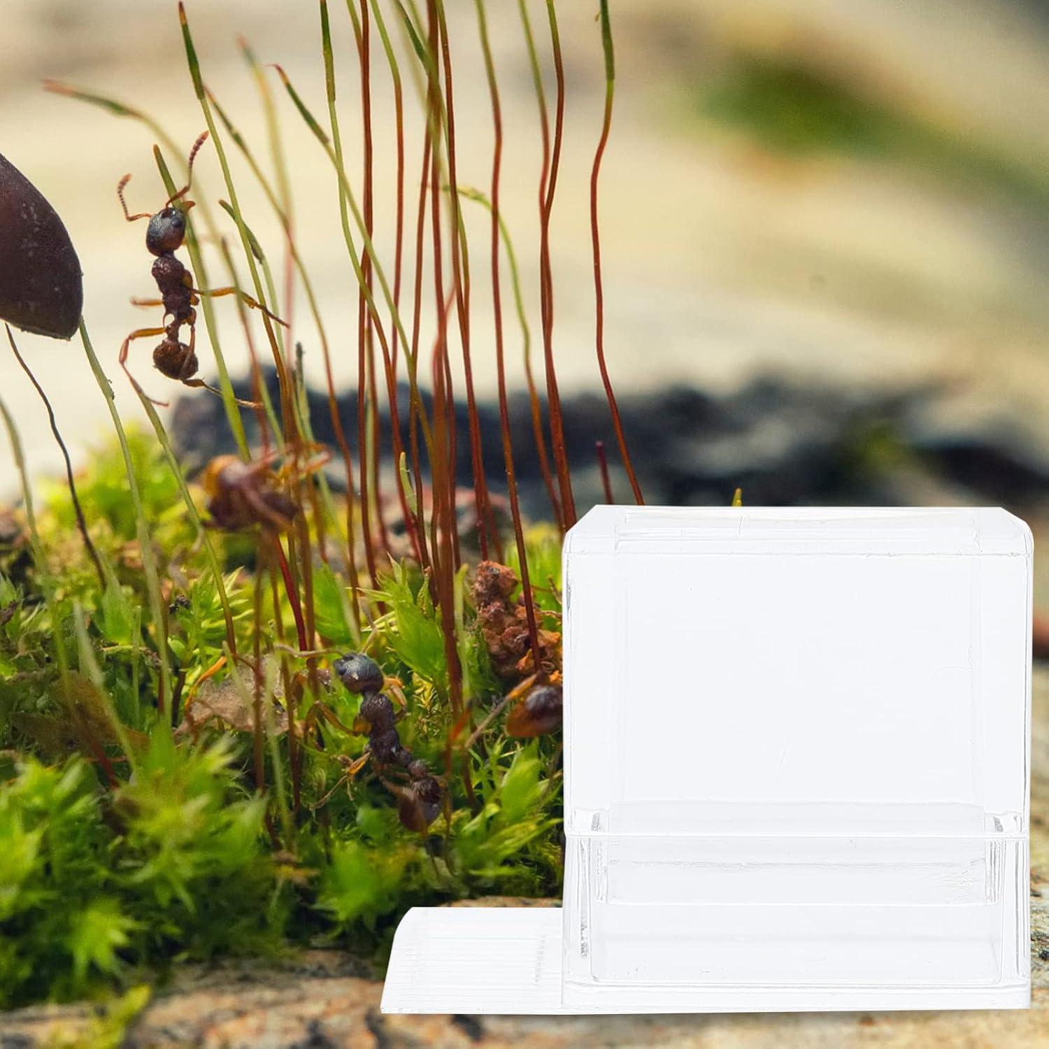 Terrario para hormigas 2 pcs Balacoo alimentador acrílico
