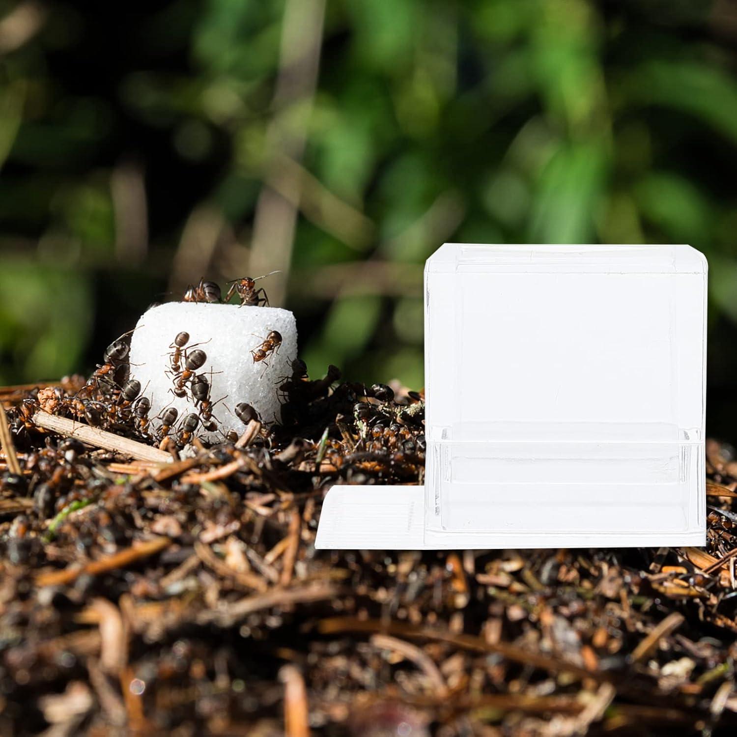 Terrario para hormigas 2 pcs Balacoo alimentador acrílico