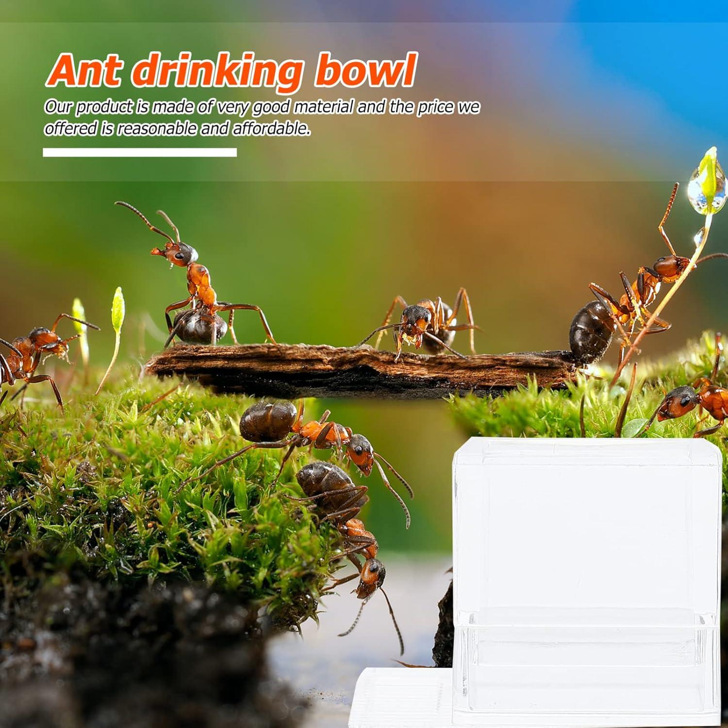 Terrario para hormigas 2 pcs Balacoo alimentador acrílico