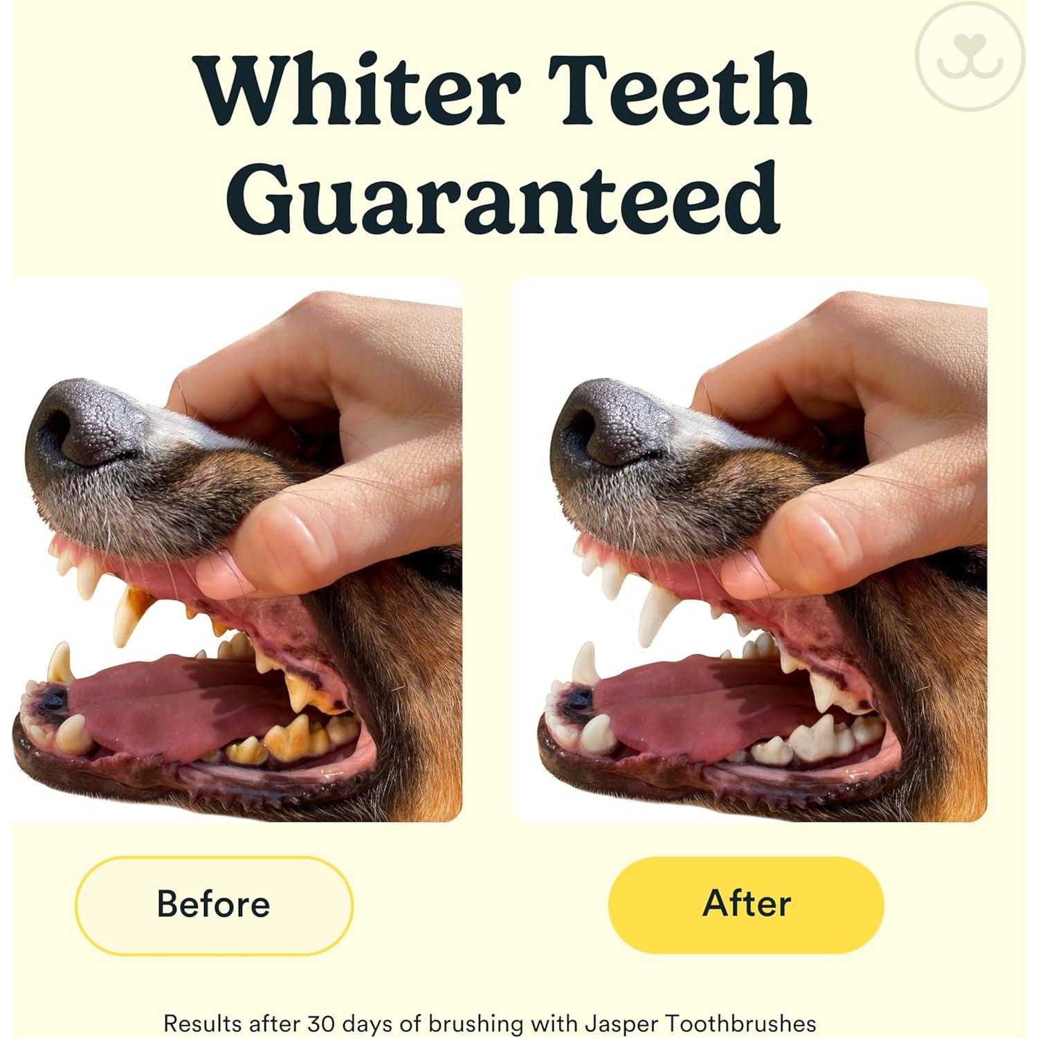 Cepillo de Dientes para Perros Jasper 360° - Paquete de 4 Claro