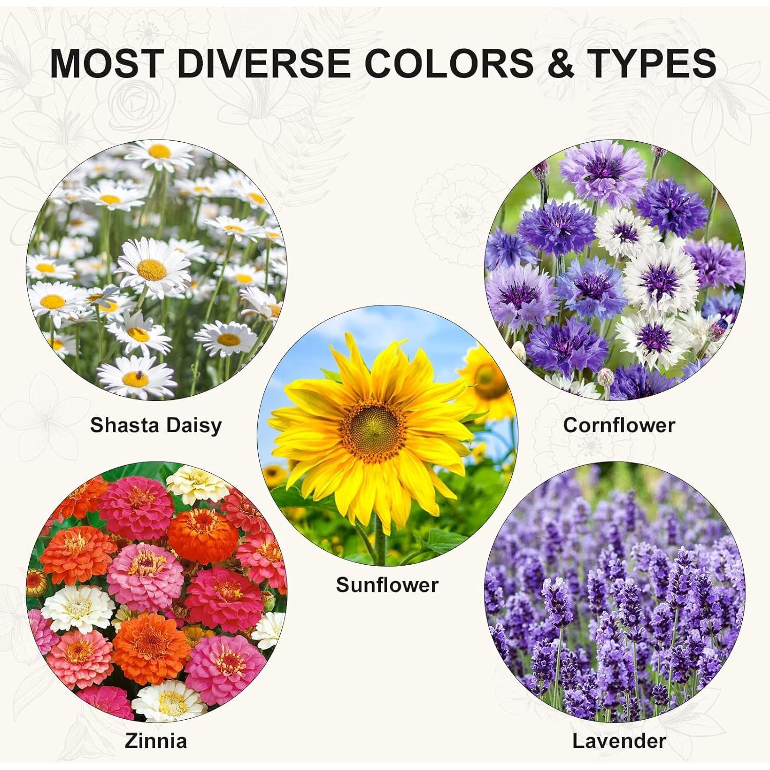 Kit de Jardín de Margaritas Meekear - 5 Bolsas, Discos y Tijeras