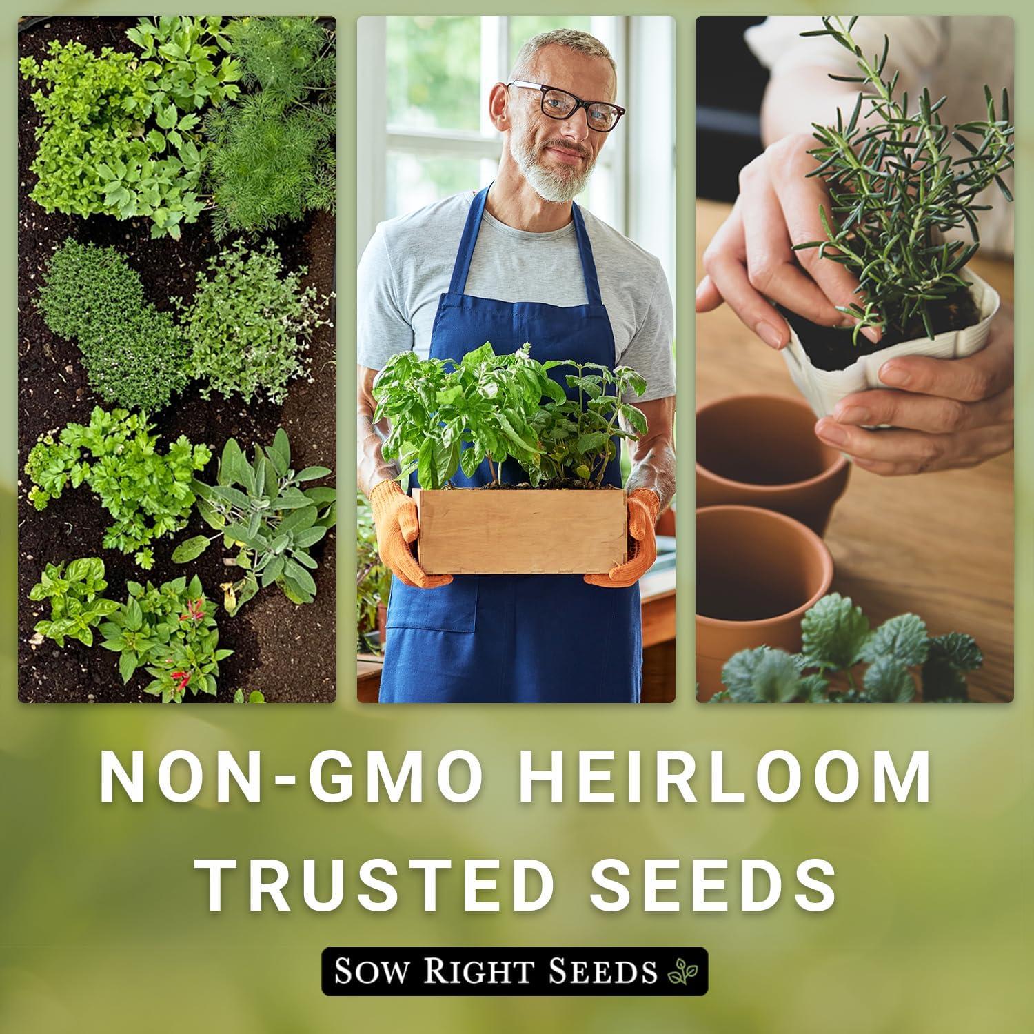 Kit de Jardín de Semillas de Hierbas Italianas Sow Right Seeds