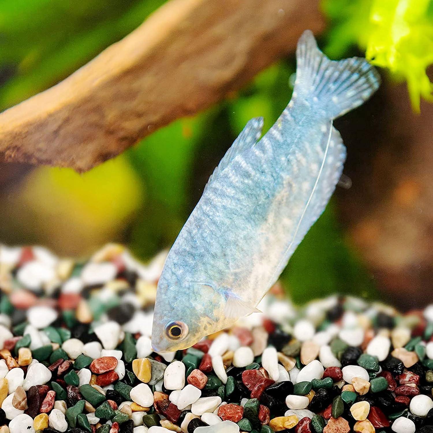 Cayway Piedras Naturales y Arena para Plantas 1.1kg