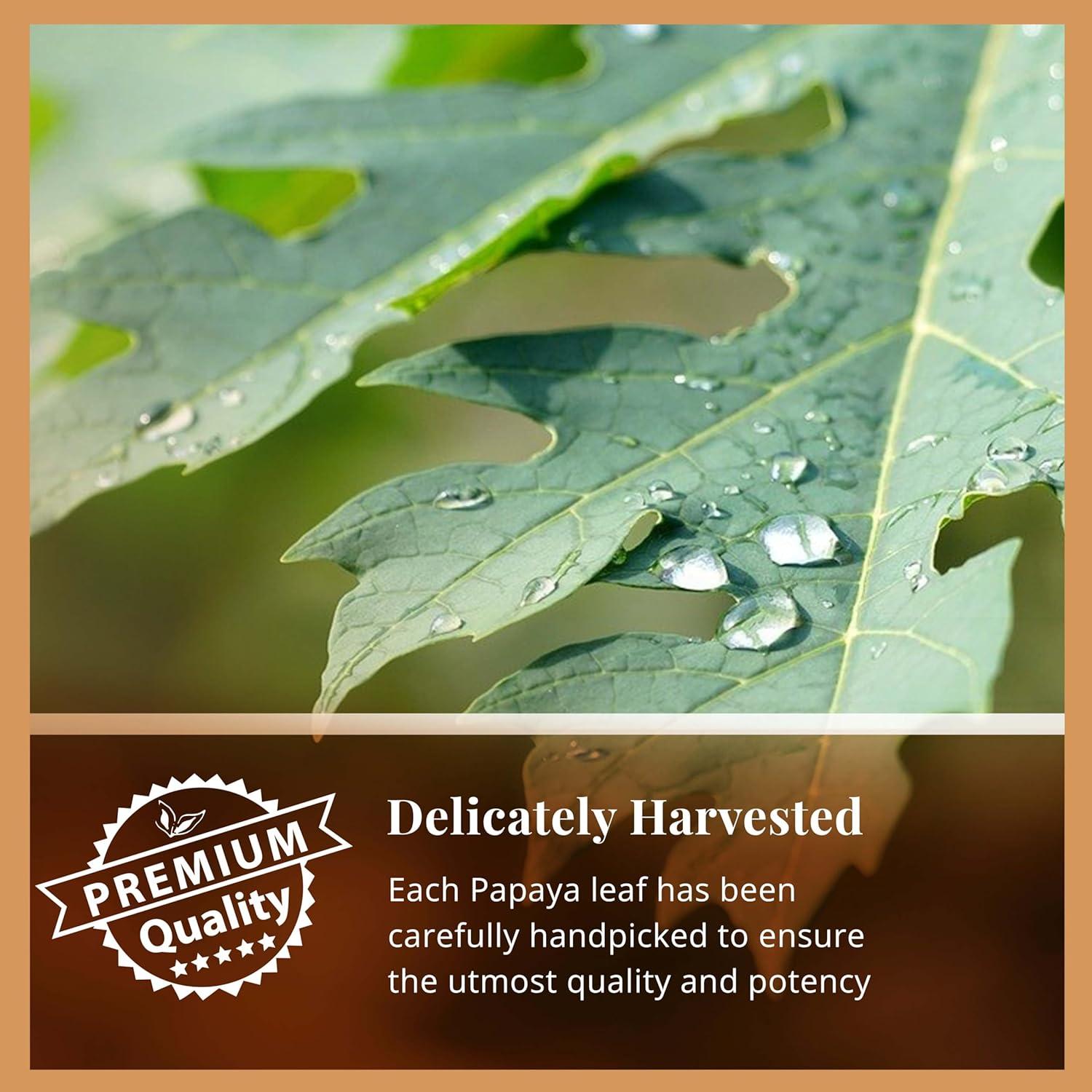 Té de Hoja de Papaya Akshit, 150 Bolsitas, 100% Natural