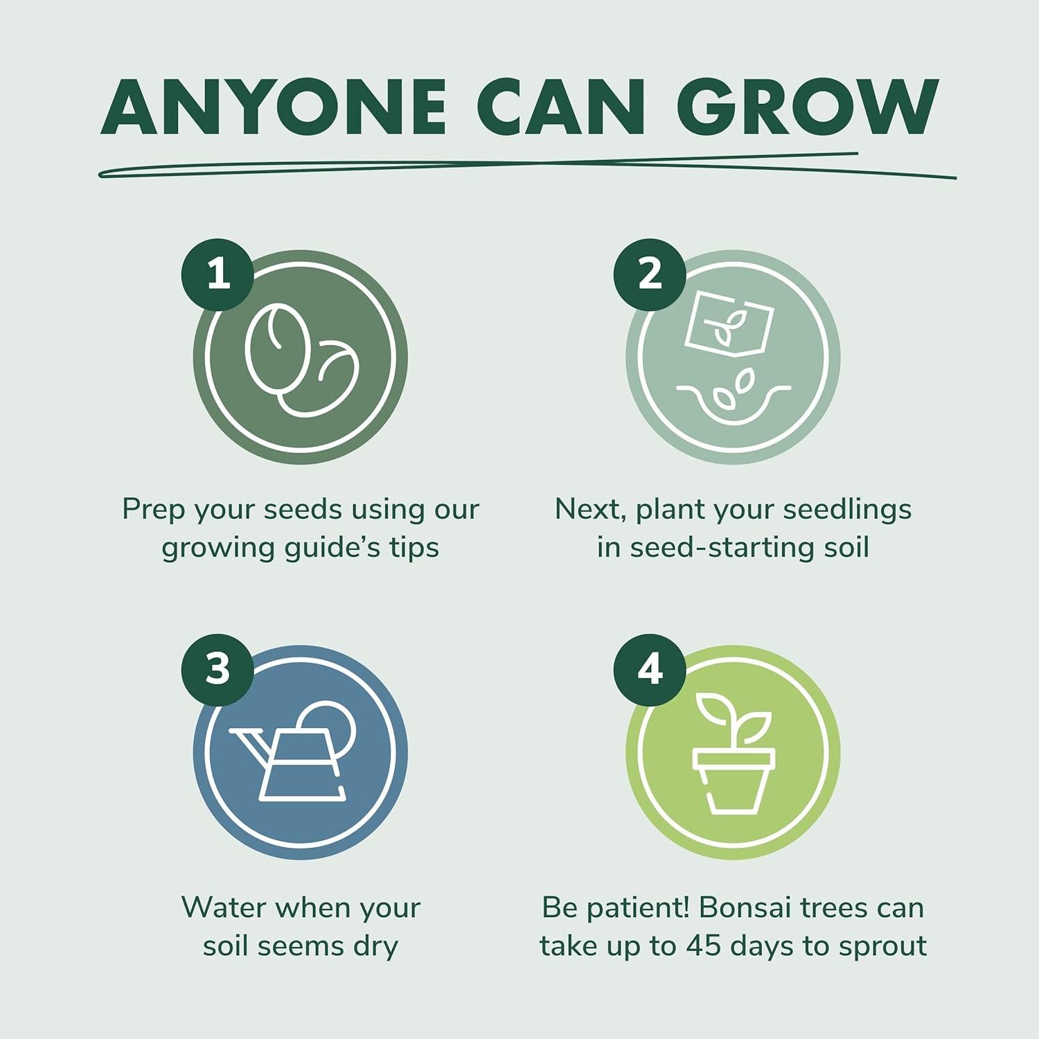 Kit de Inicio Bonsai Garden Republic - 4 Semillas, Tijeras, Tierra