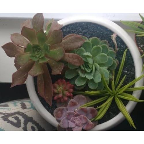 Arena Gruesa de Pizarra Natural 0.45 kg - Small World Slate