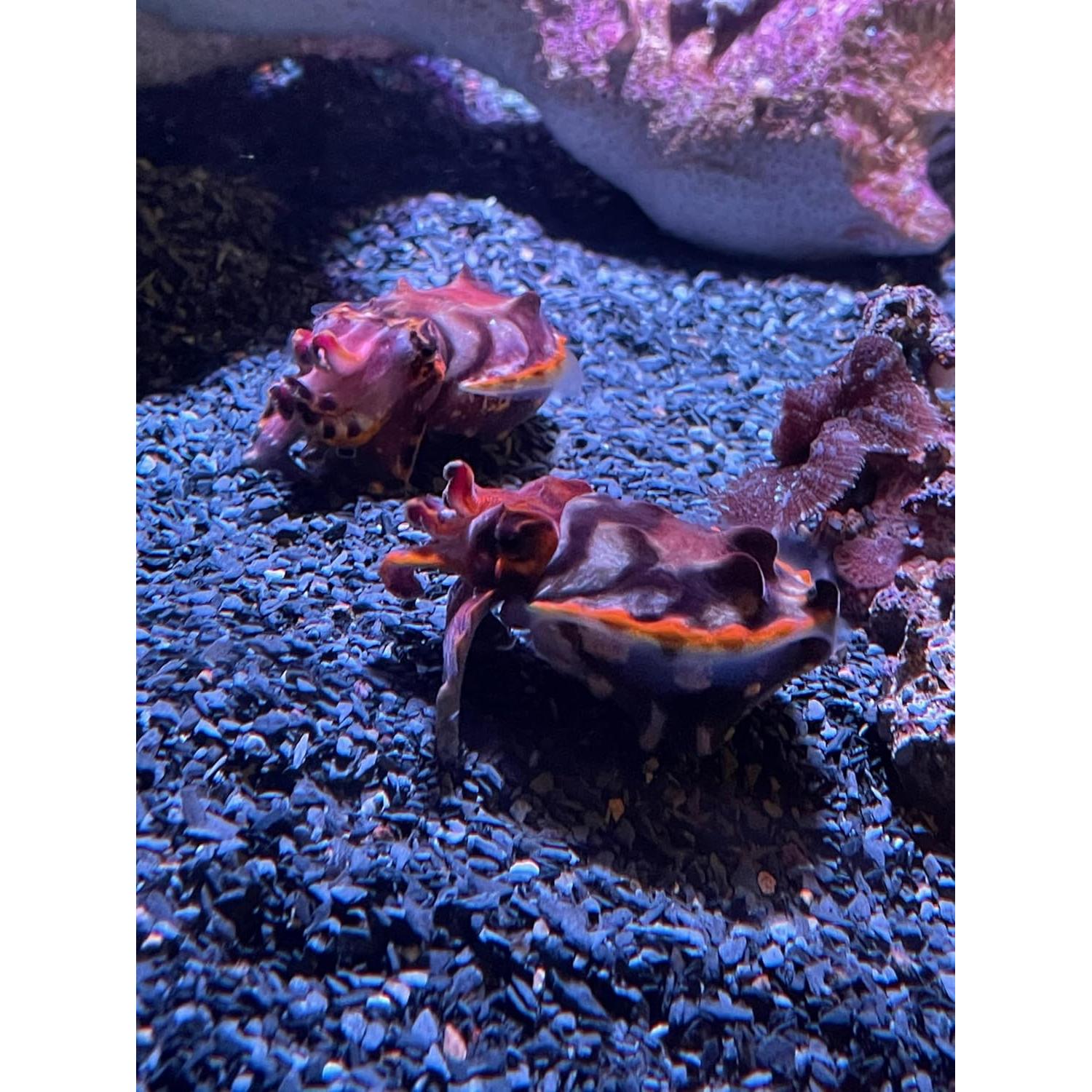 Arena Gruesa de Pizarra Natural 0.45 kg - Small World Slate