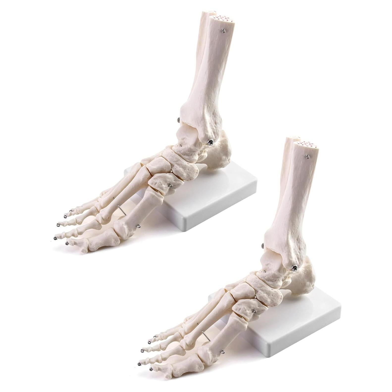 Modelo de Esqueleto Humano del Pie QWORK, Tamaño Real, Articulado
