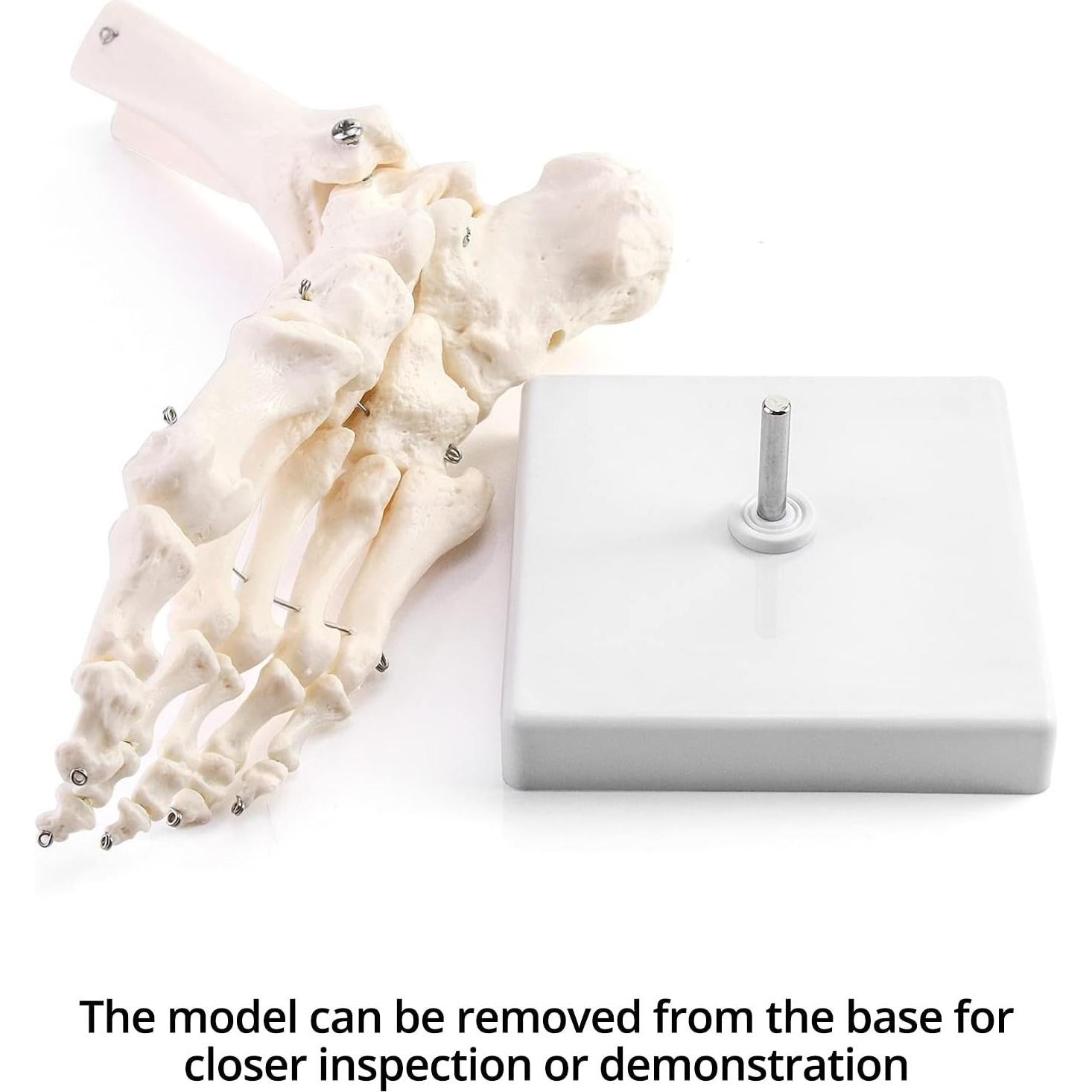 Modelo de Esqueleto Humano del Pie QWORK, Tamaño Real, Articulado