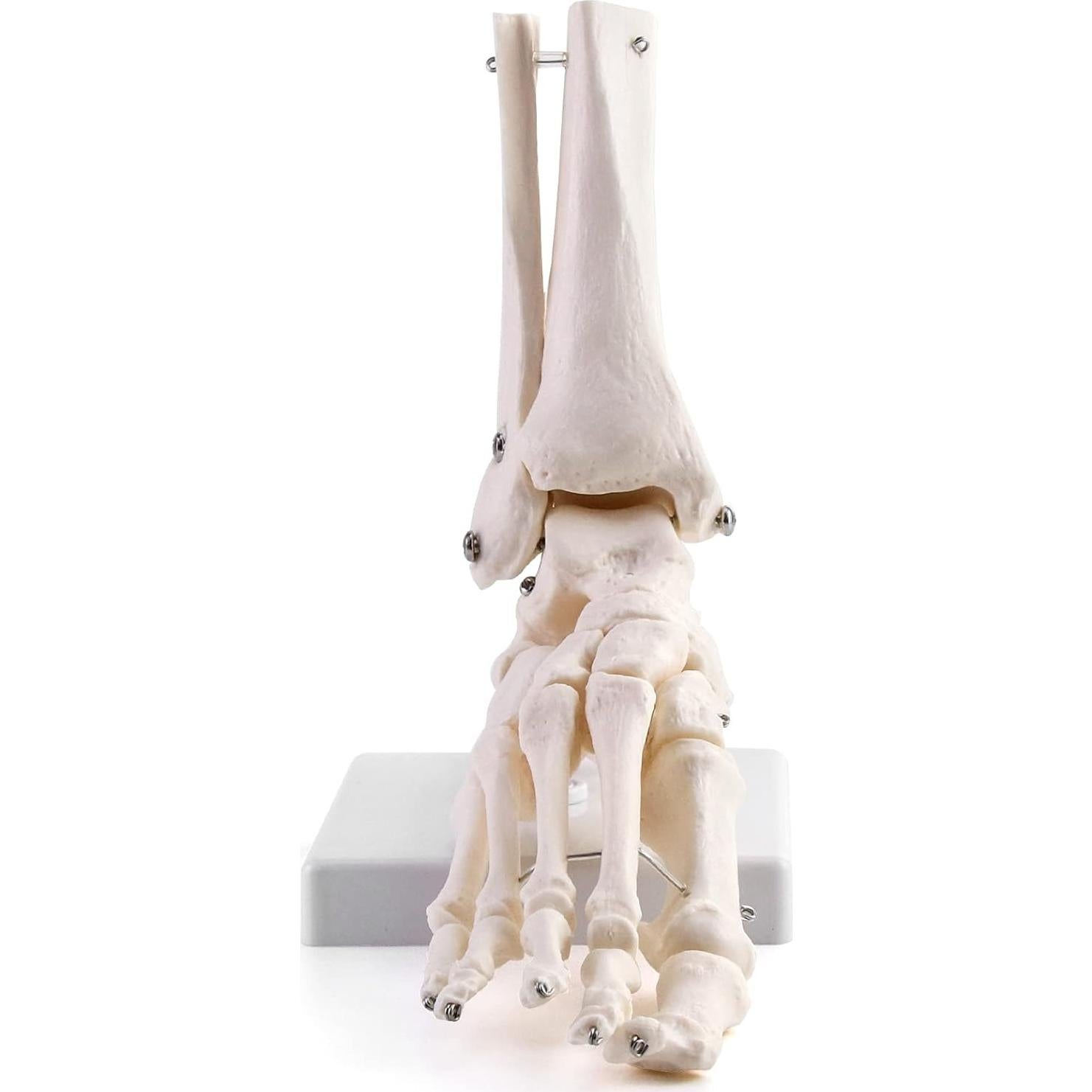 Modelo de Esqueleto Humano del Pie QWORK, Tamaño Real, Articulado