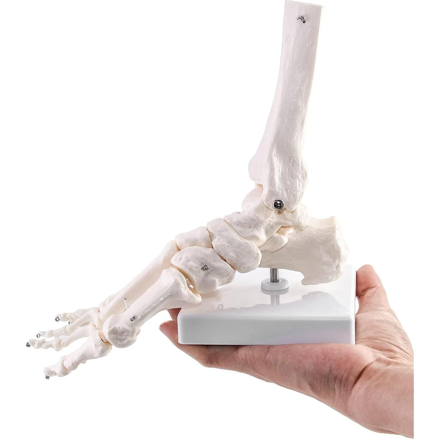 Modelo de Esqueleto Humano del Pie QWORK, Tamaño Real, Articulado