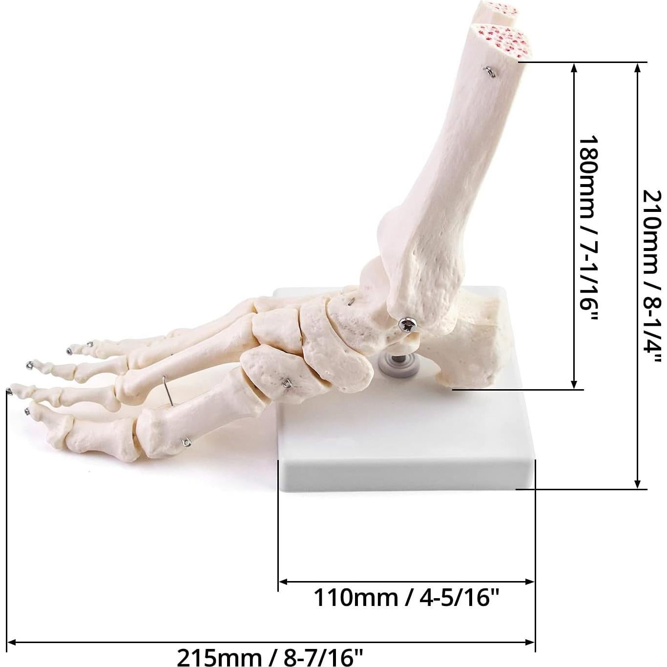 Modelo de Esqueleto Humano del Pie QWORK, Tamaño Real, Articulado