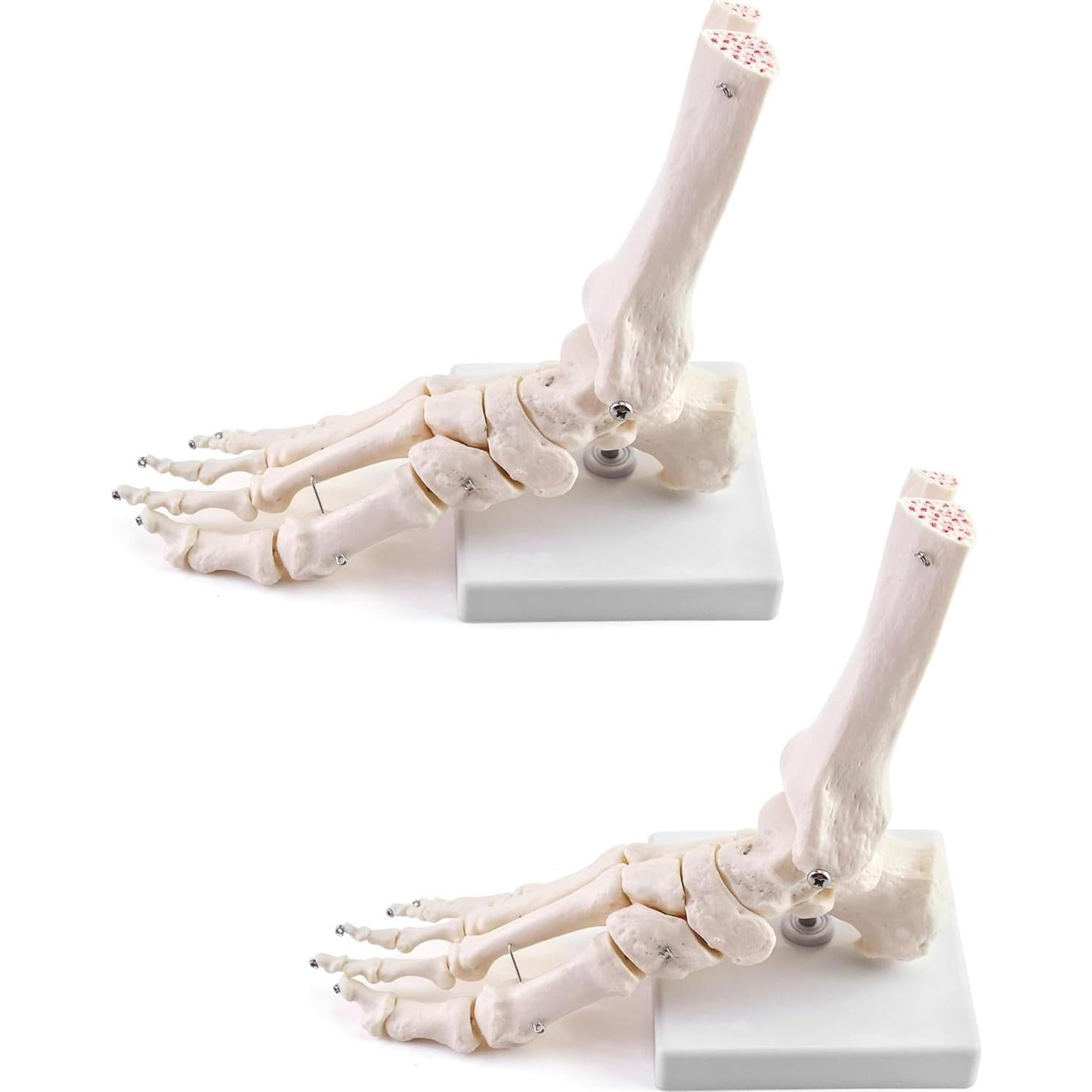 Modelo de Esqueleto Humano del Pie QWORK, Tamaño Real, Articulado