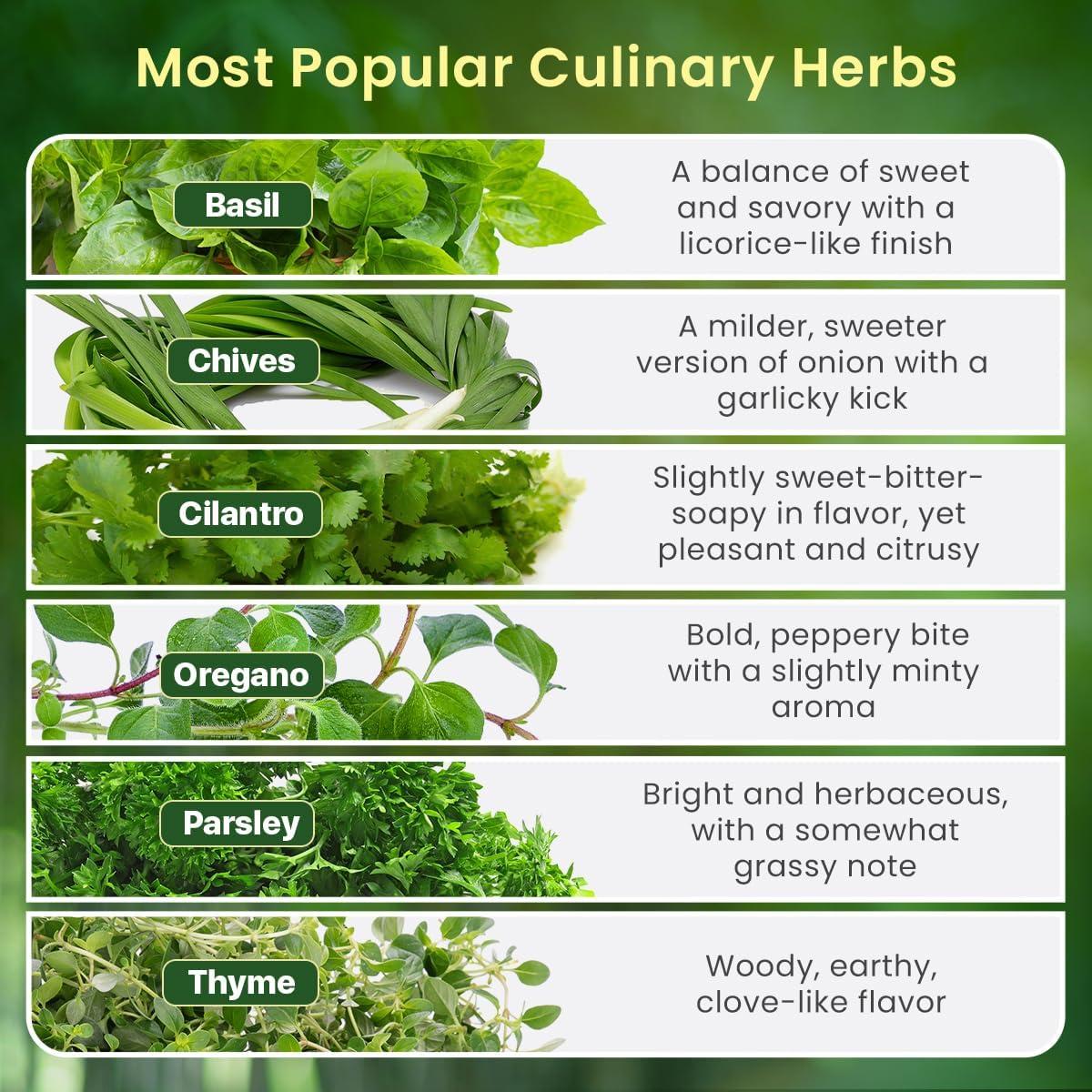 Kit de Jardín de Hierbas Green Thumb 6 Semillas y Macetas