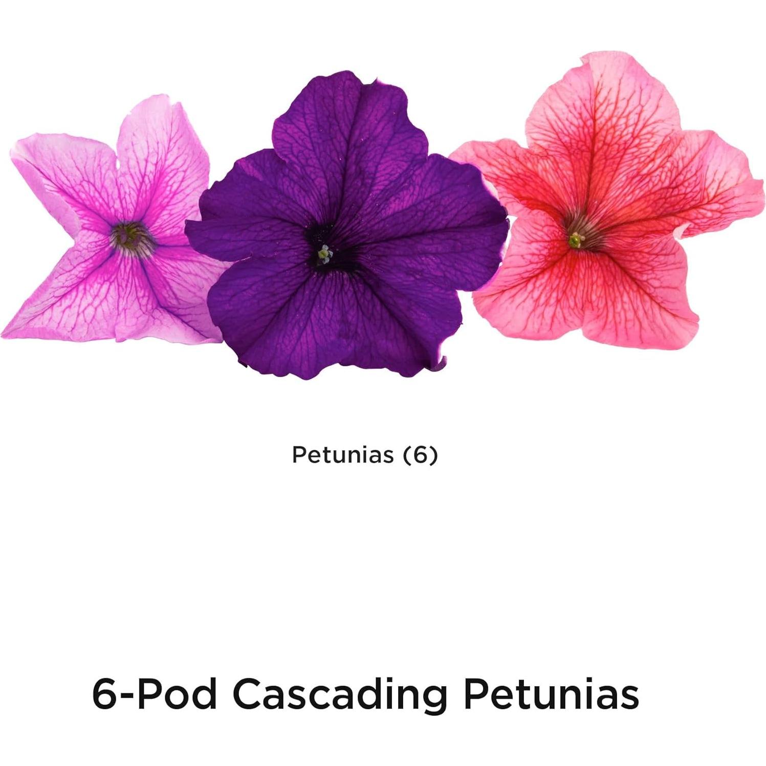 Kit de 6 cápsulas de semillas de Petunias en Cascada AeroGarden