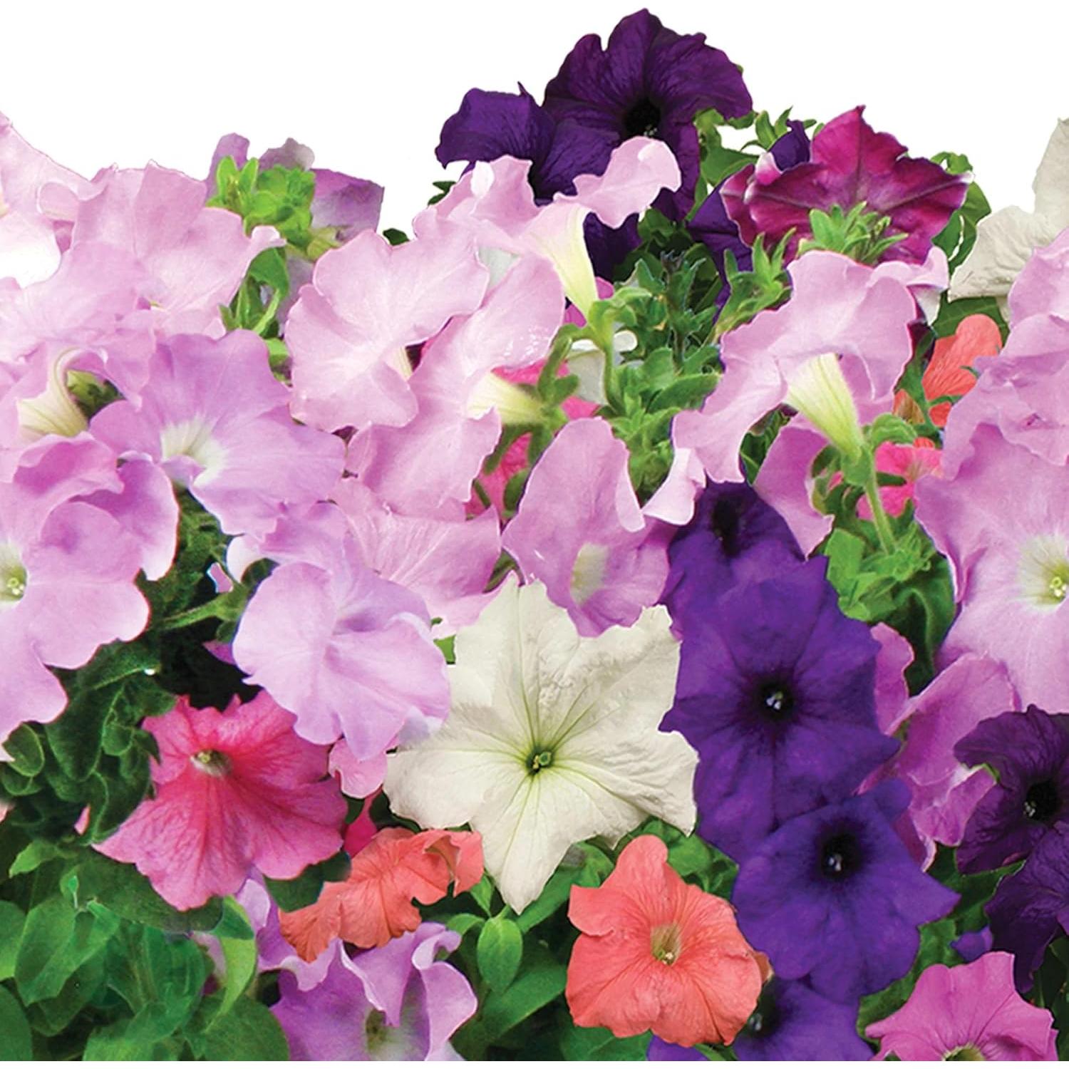 Kit de 6 cápsulas de semillas de Petunias en Cascada AeroGarden
