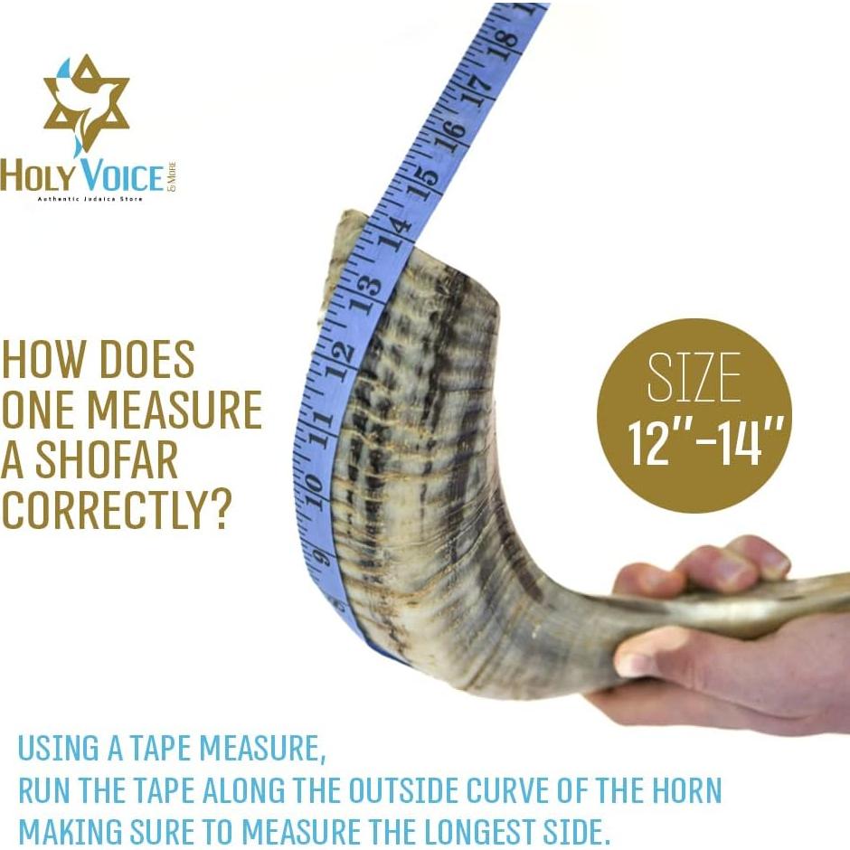 Shofar de Carnero Kosher Holy Voice 30-35 cm con Bolsa