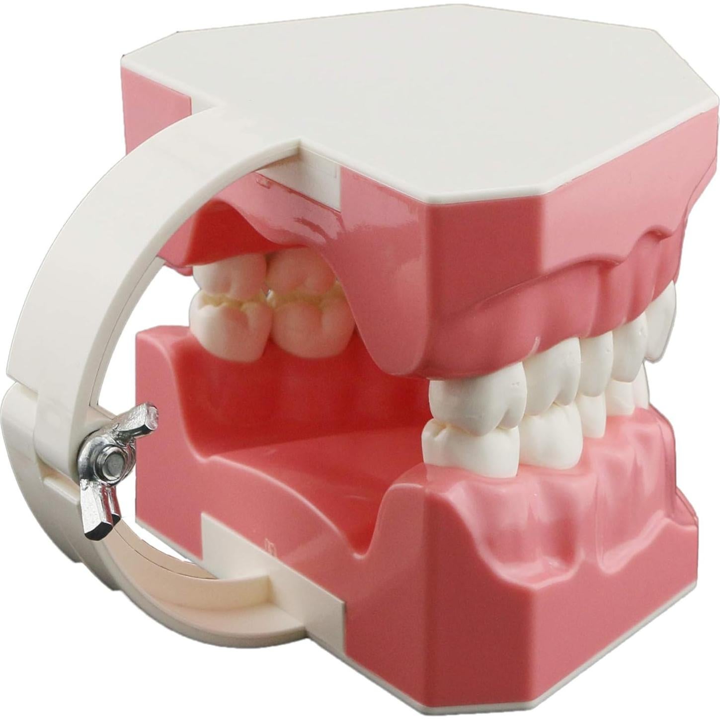 Modelo Dental Typodont SDX para Cepillado y Hilo Dental