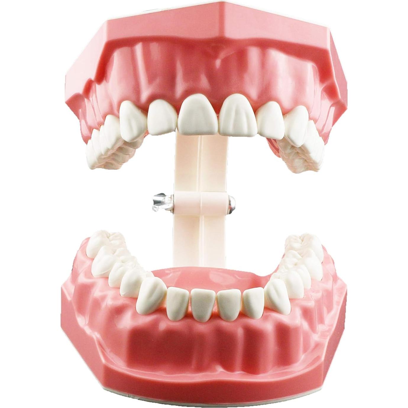 Modelo Dental Typodont SDX para Cepillado y Hilo Dental