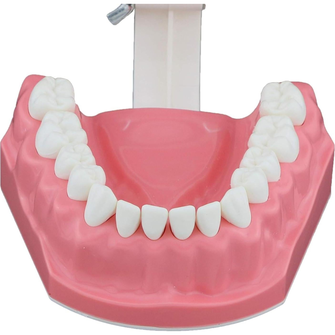 Modelo Dental Typodont SDX para Cepillado y Hilo Dental