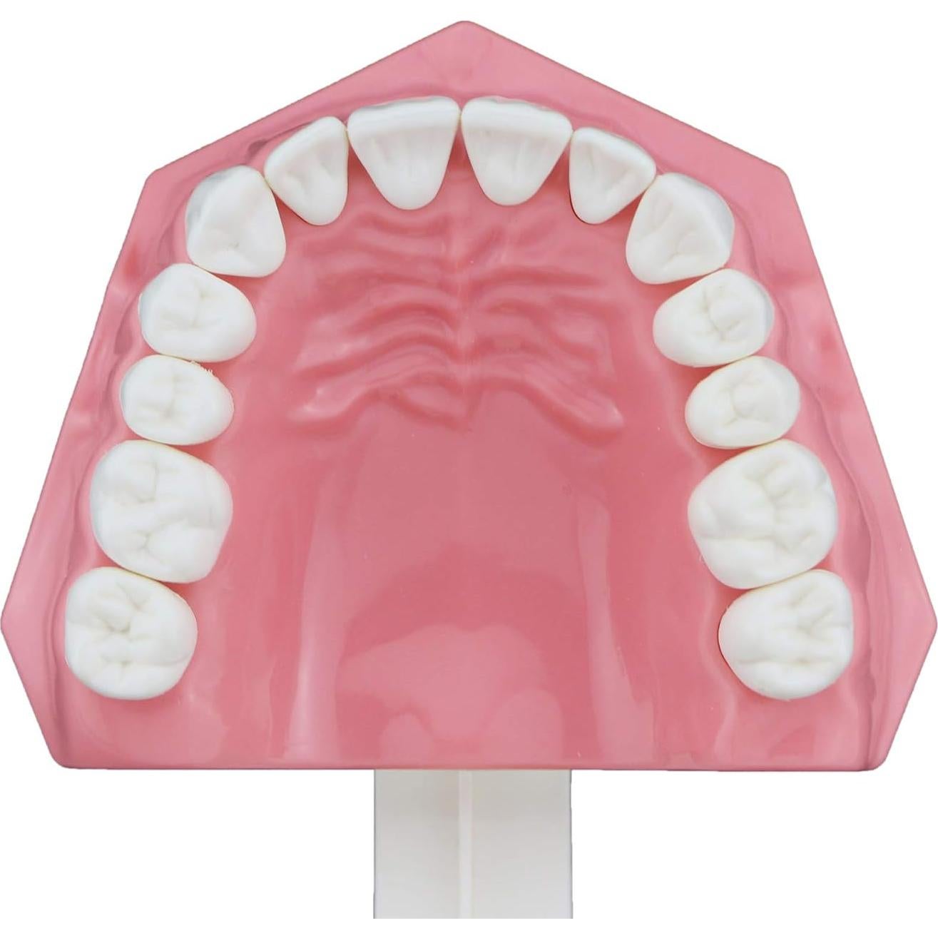 Modelo Dental Typodont SDX para Cepillado y Hilo Dental