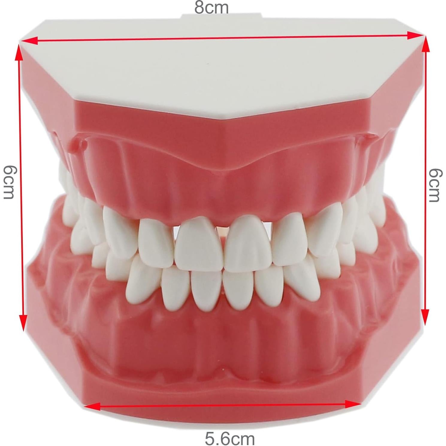Modelo Dental Typodont SDX para Cepillado y Hilo Dental