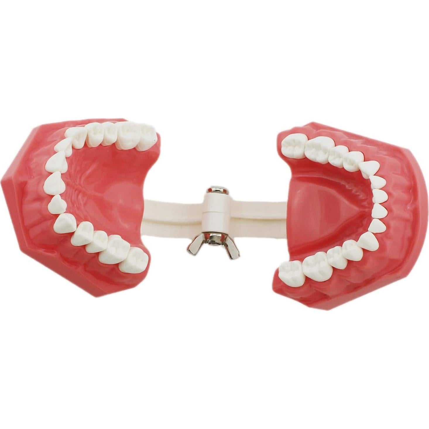 Modelo Dental Typodont SDX para Cepillado y Hilo Dental