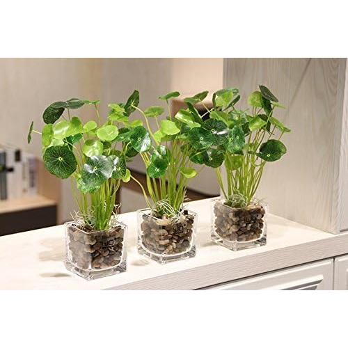 Grava Pulida OUPENG 0.91 KG Piedras Naturales Decorativas