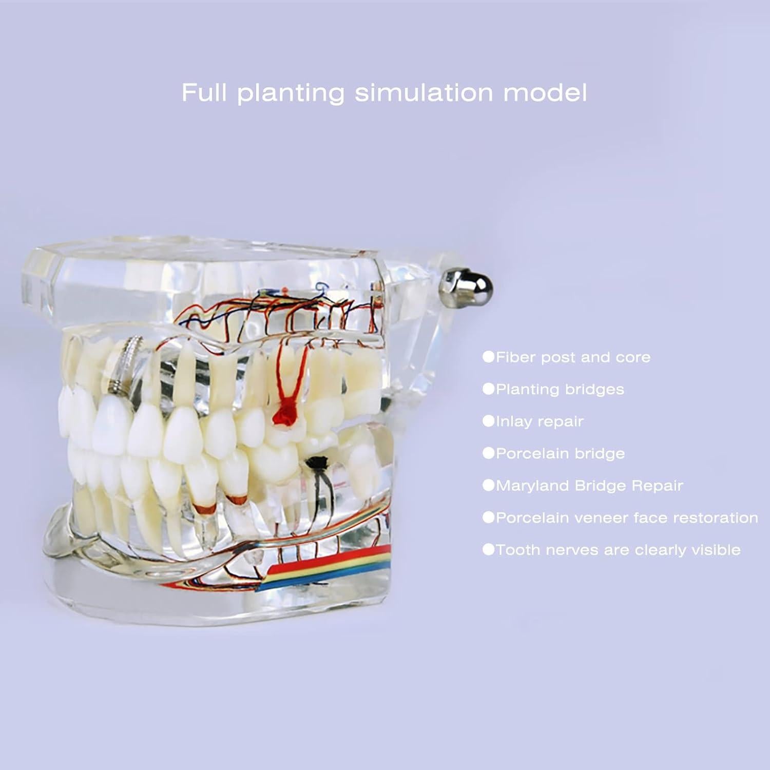 Modelo Dental Acrílico YOUYA para Enseñanza 9.4x6.6 cm
