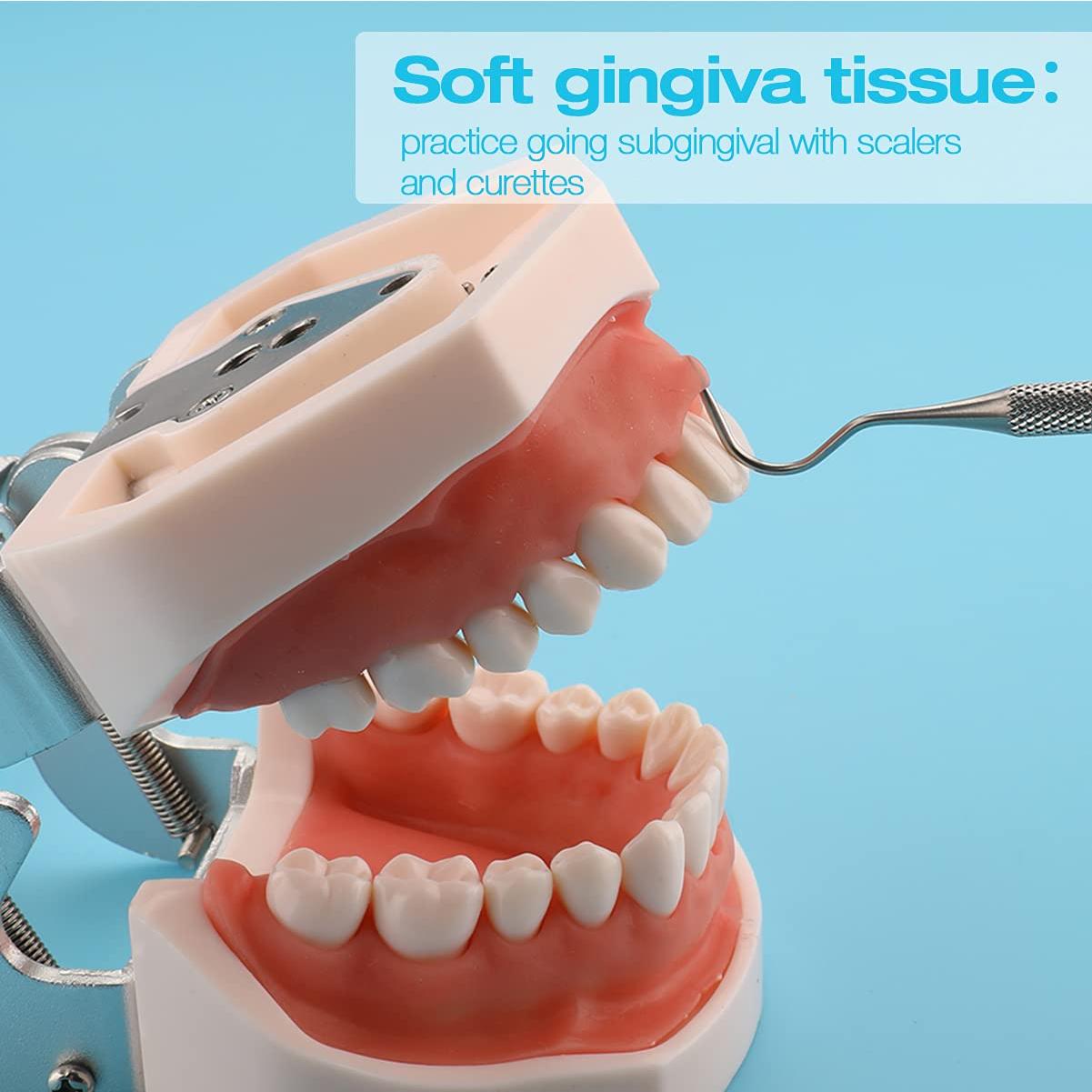 Modelo de Dientes ANNWAH Dental Typodont 32 Dientes Desmontable