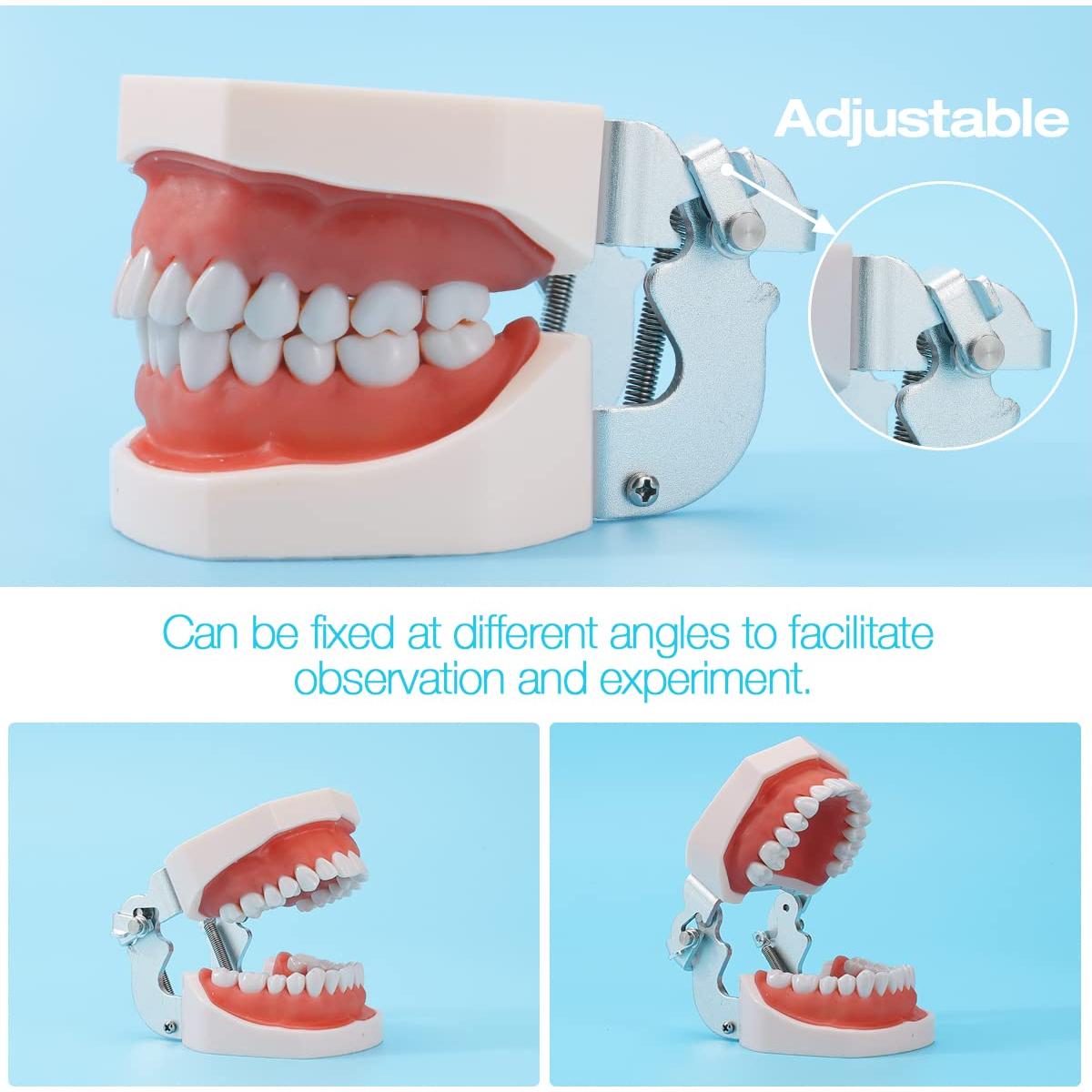Modelo de Dientes ANNWAH Dental Typodont 32 Dientes Desmontable