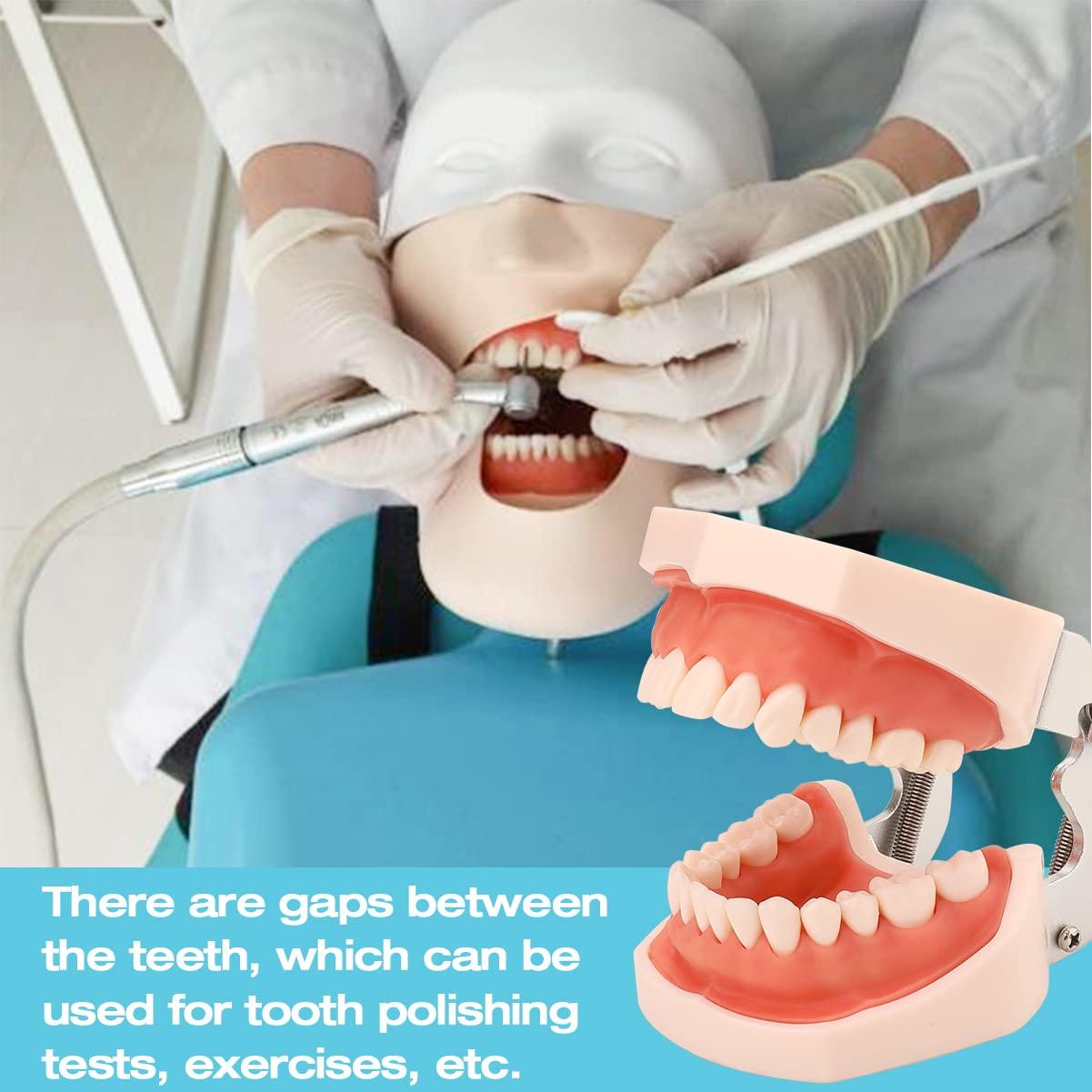 Modelo de Dientes ANNWAH Dental Typodont 32 Dientes Desmontable