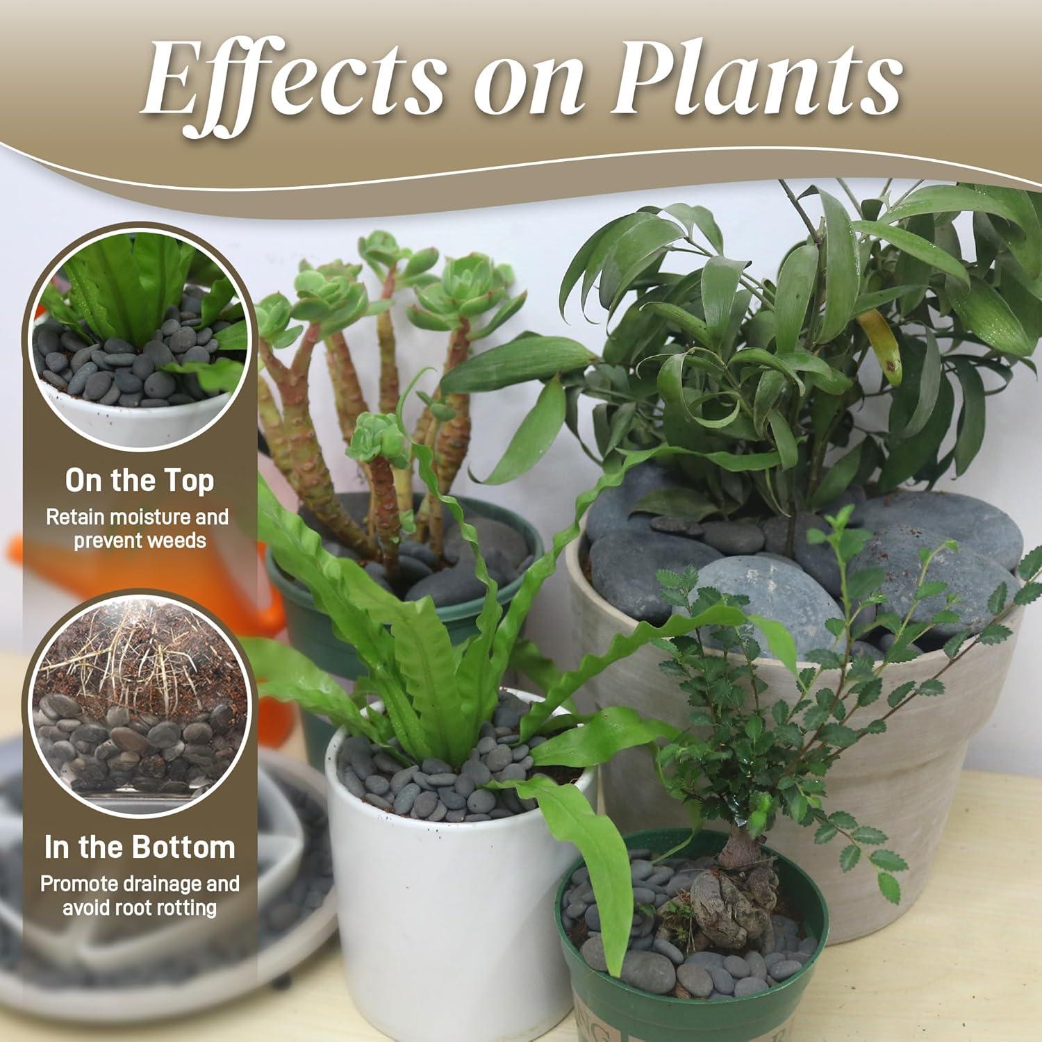 Guijarros de Playa Quibbay 2.27 kg para Jardín y Acuarios