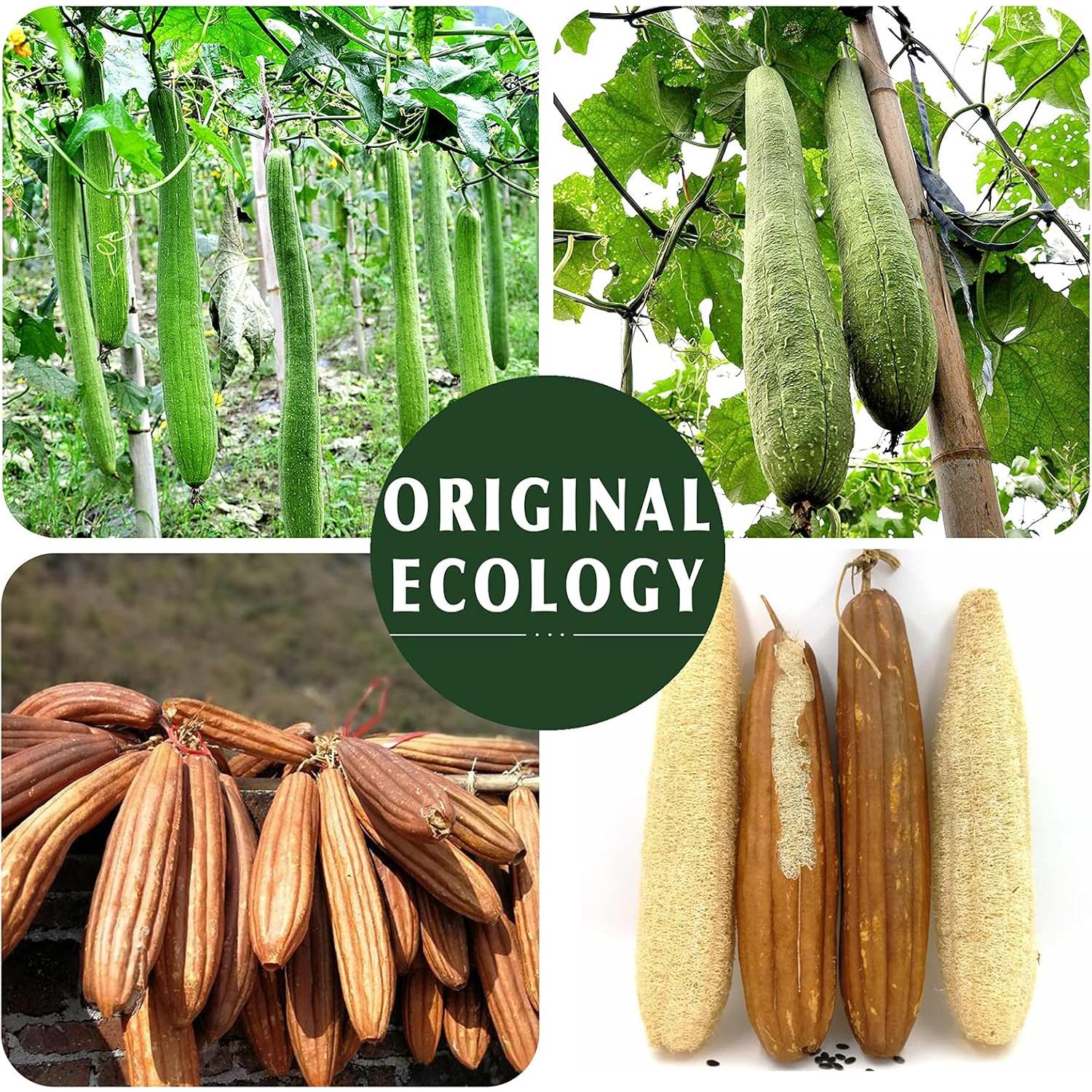 Esponja de Lufa Natural Exfoliante YIQINGJIE - Paquete de 3