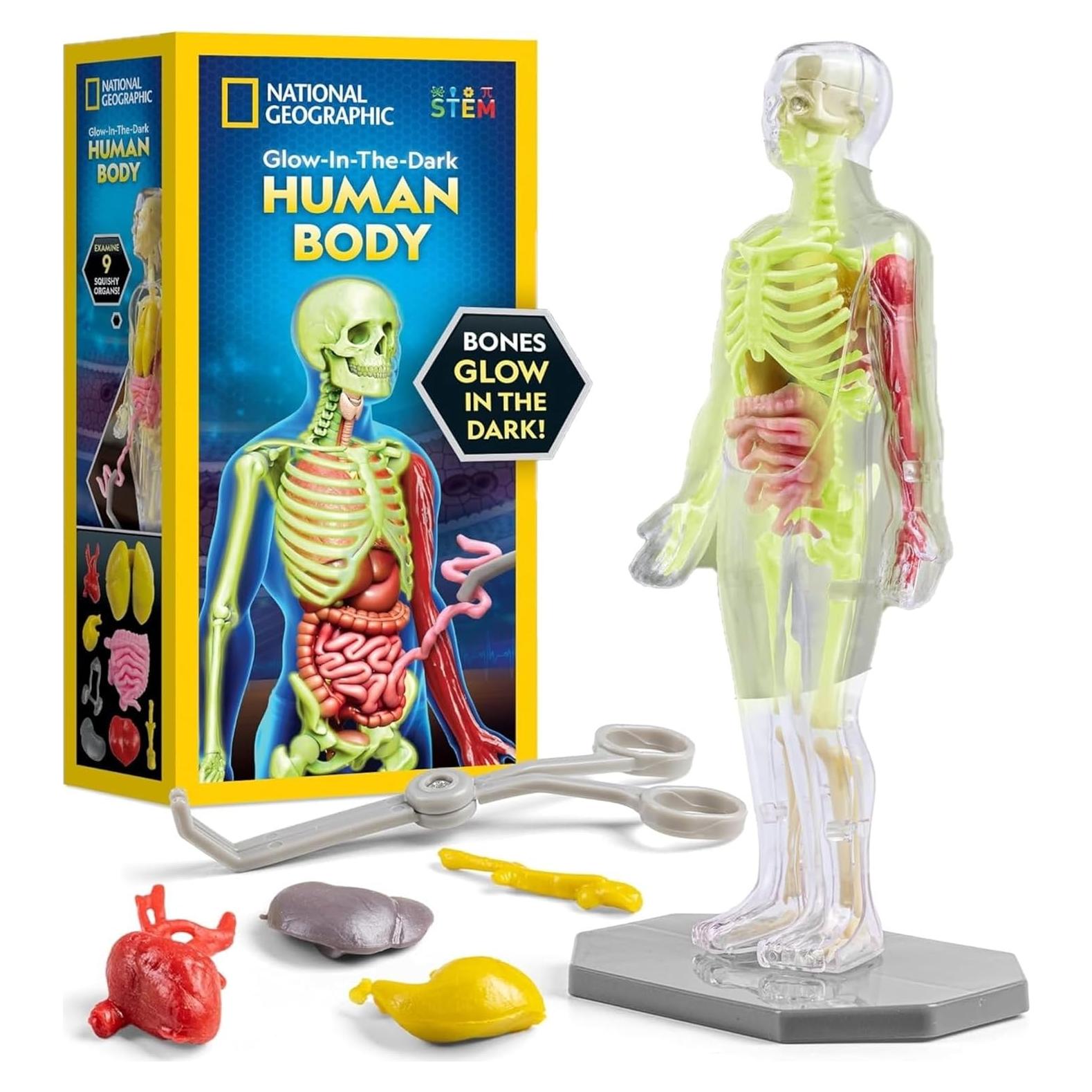 Modelo de Cuerpo Humano Nacional Geográfico 28 Piezas