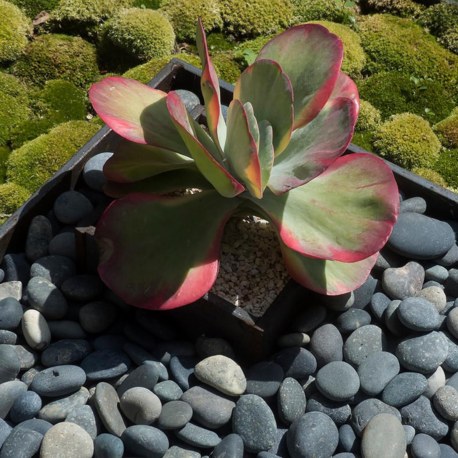 Rocas Negras Naturales para Paisajismo 9.07kg SHIZWU