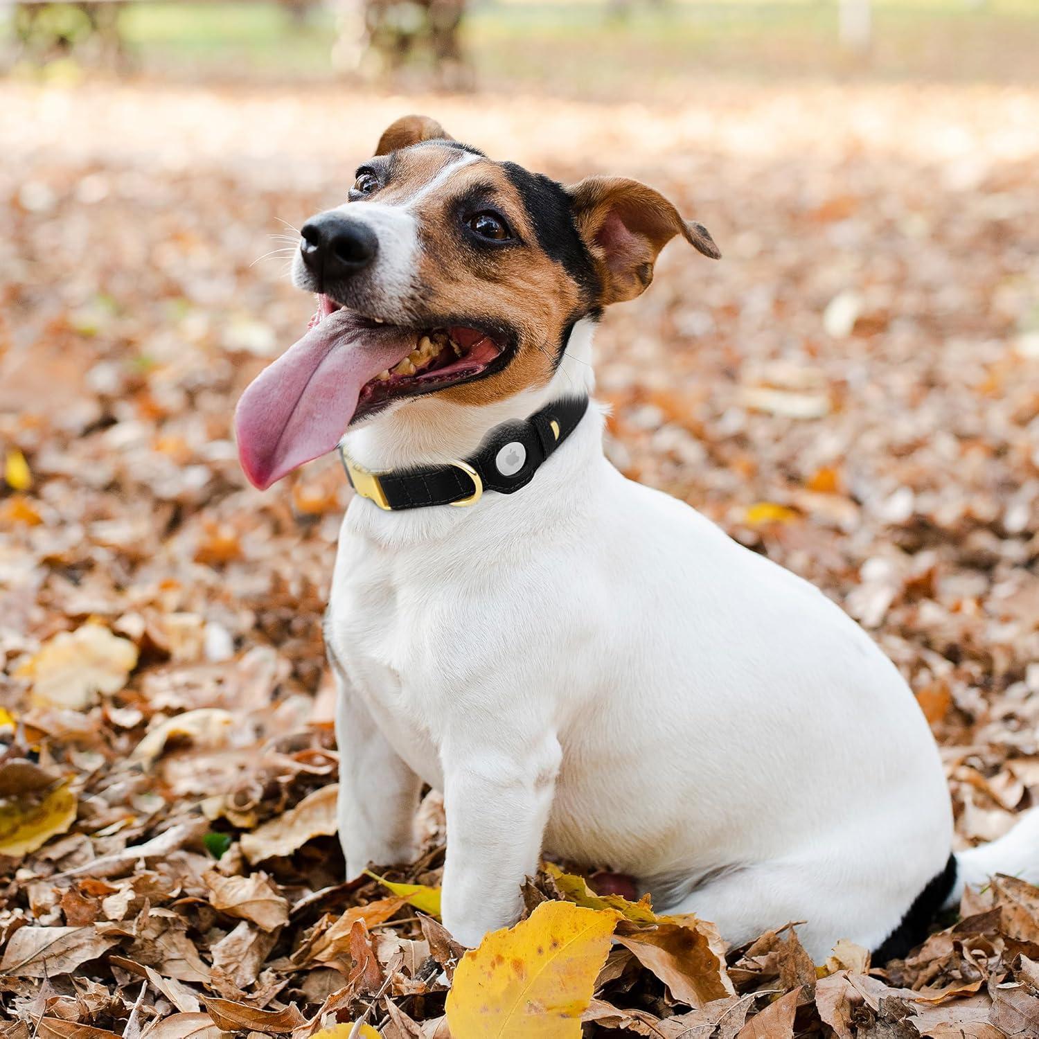 Collar de perro de cuero Budkas con soporte para AirTag - XS 23-31 cm