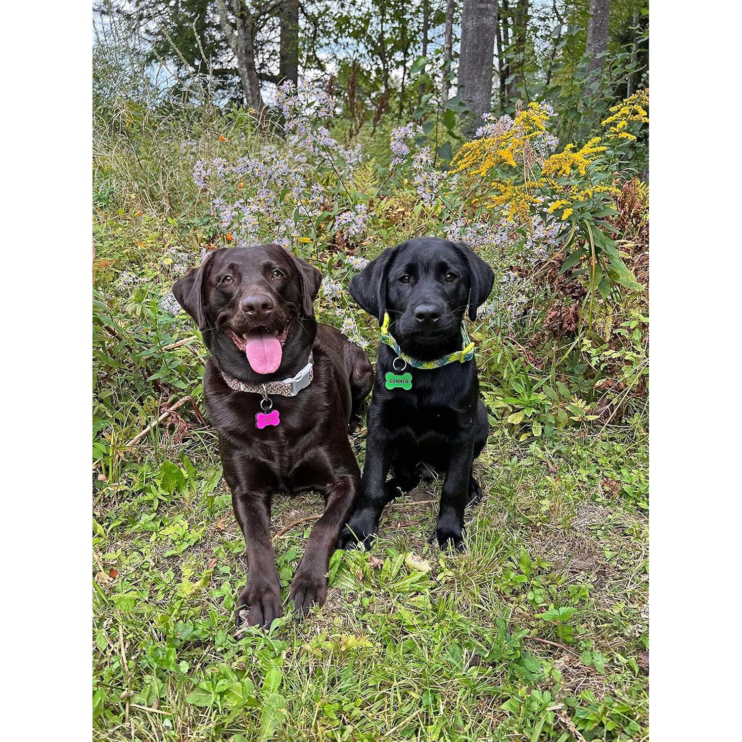 Placa de Identificación Silenciosa Love Your Pets Azul