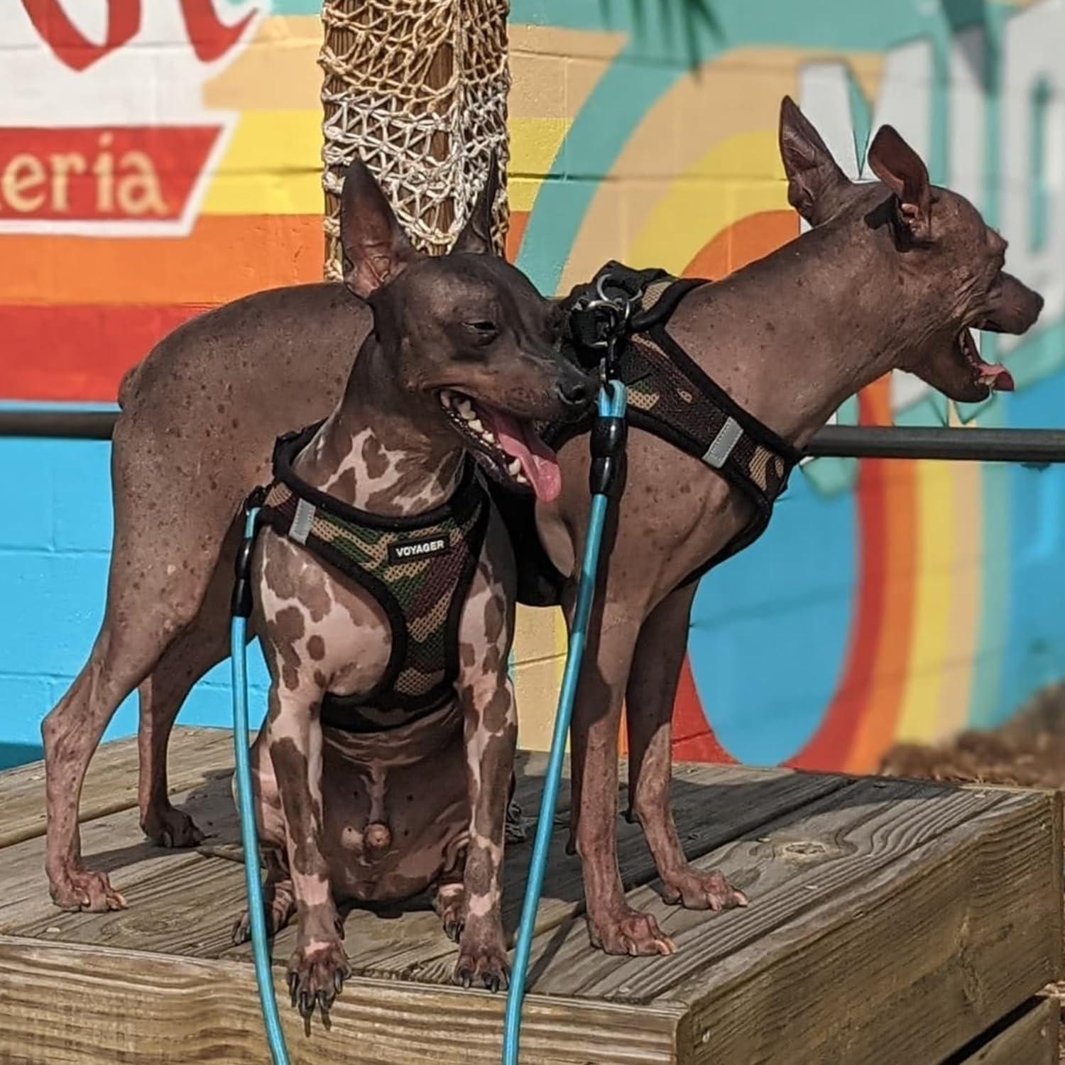 Arnés para Perros Voyager Step-In Air - Malla Reflectante XS